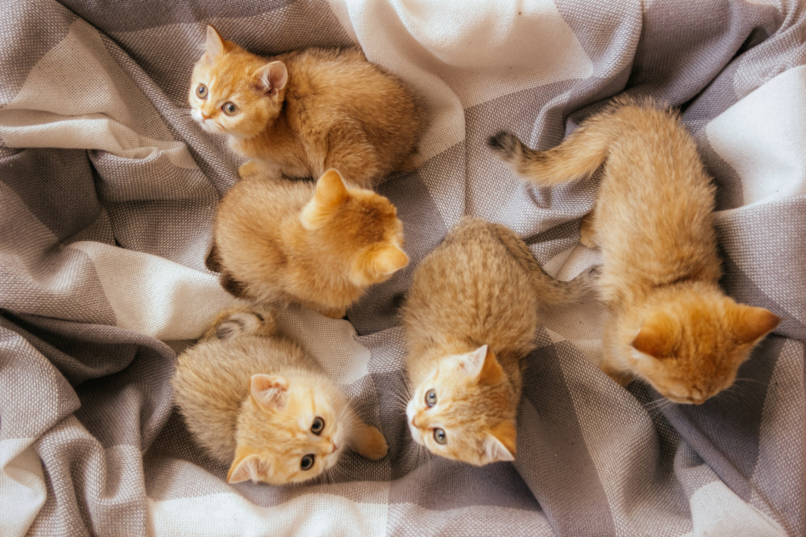 CAT. Семейный фотограф Казань Никита Федин