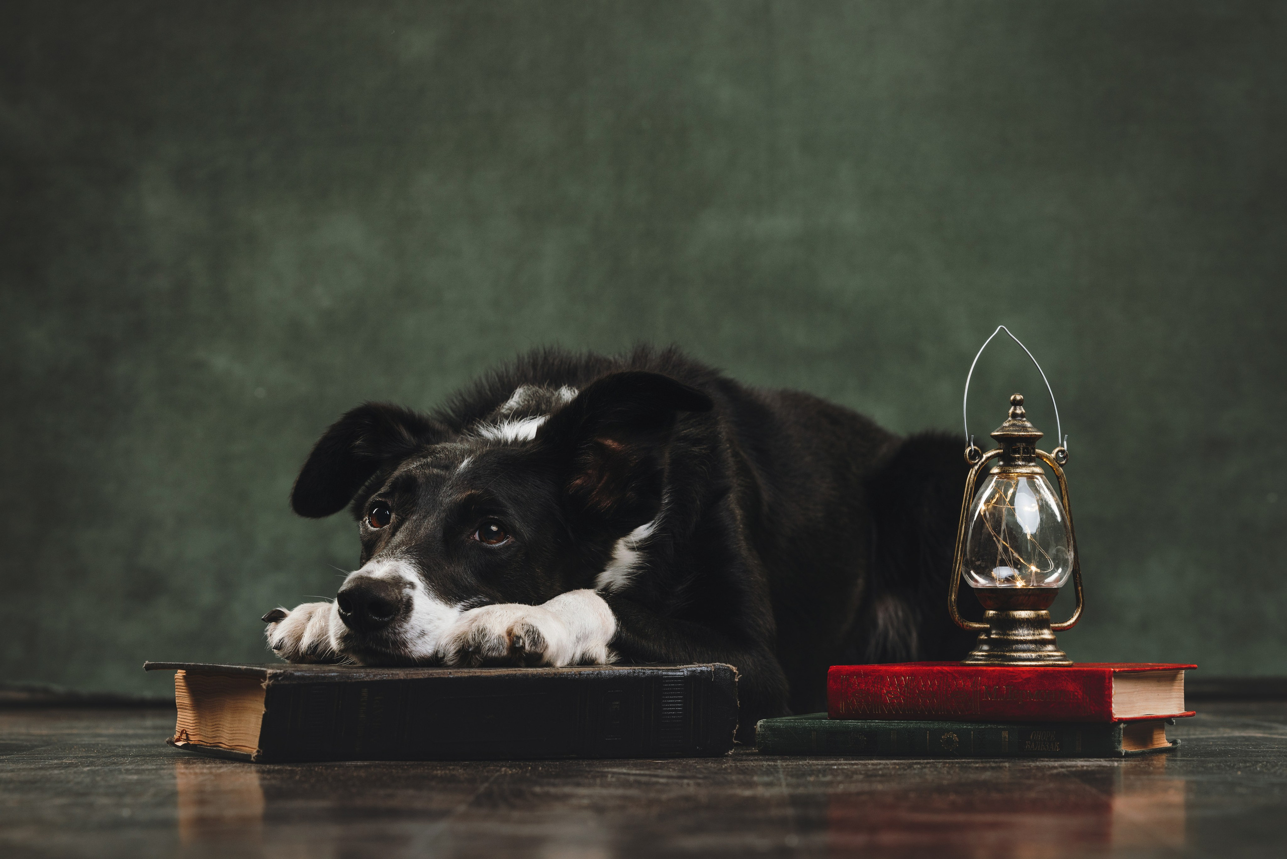 Бордер-колли. Фотограф анималист Осипчикова Мария