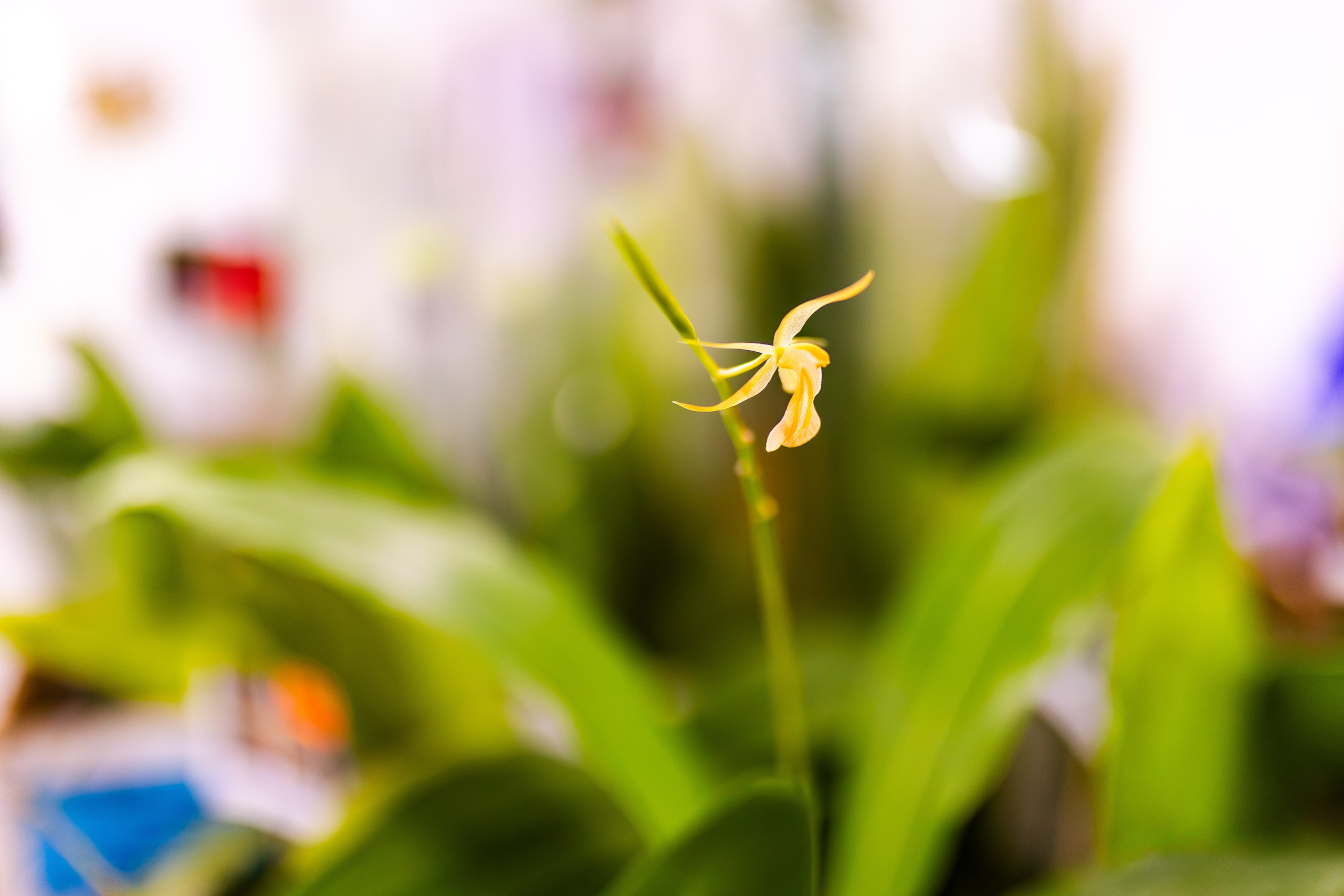 Орхидиум сентябрь 2025. Александра Куликова фотограф, Москва