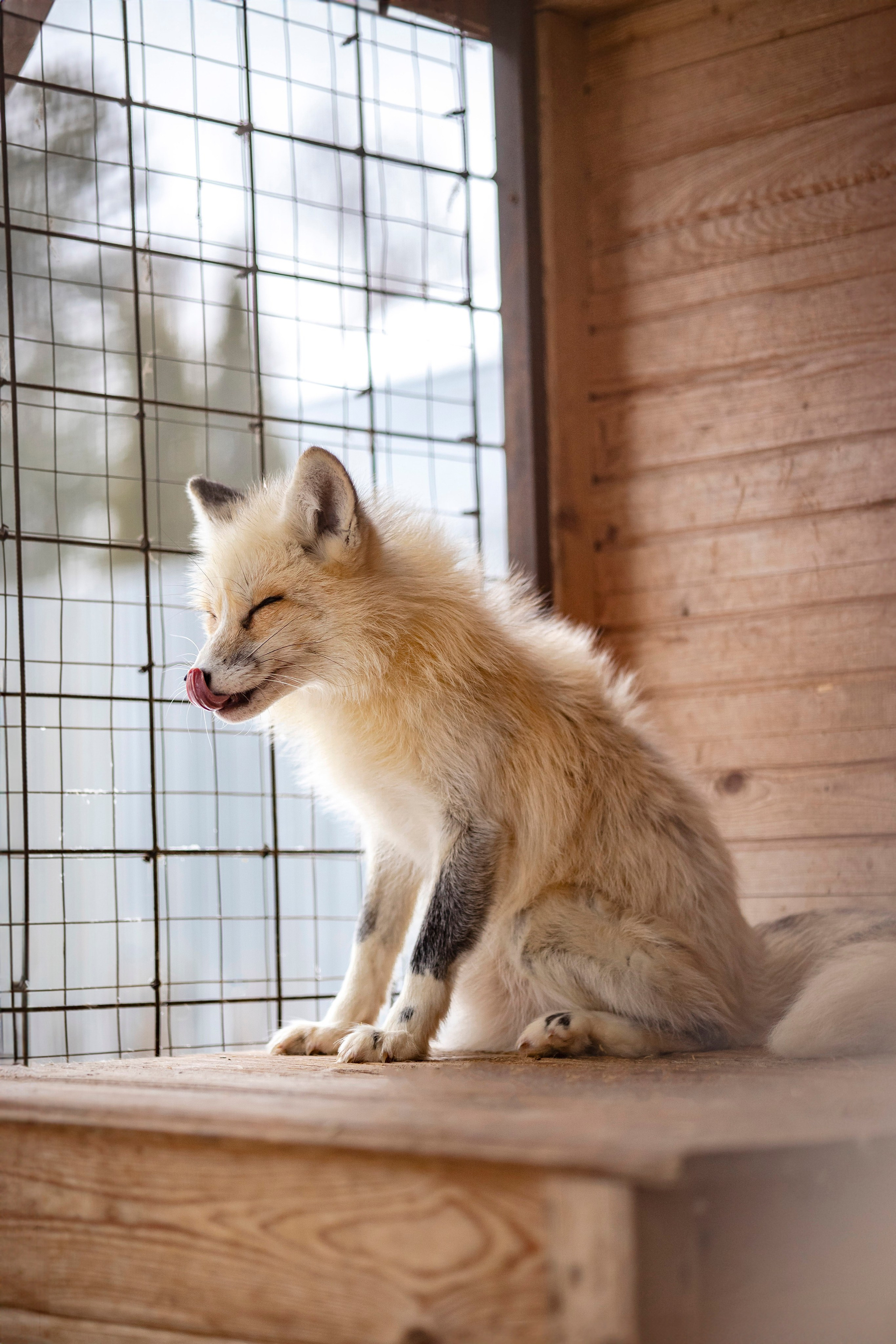 Съемка с лисами. Анастасия Белаш