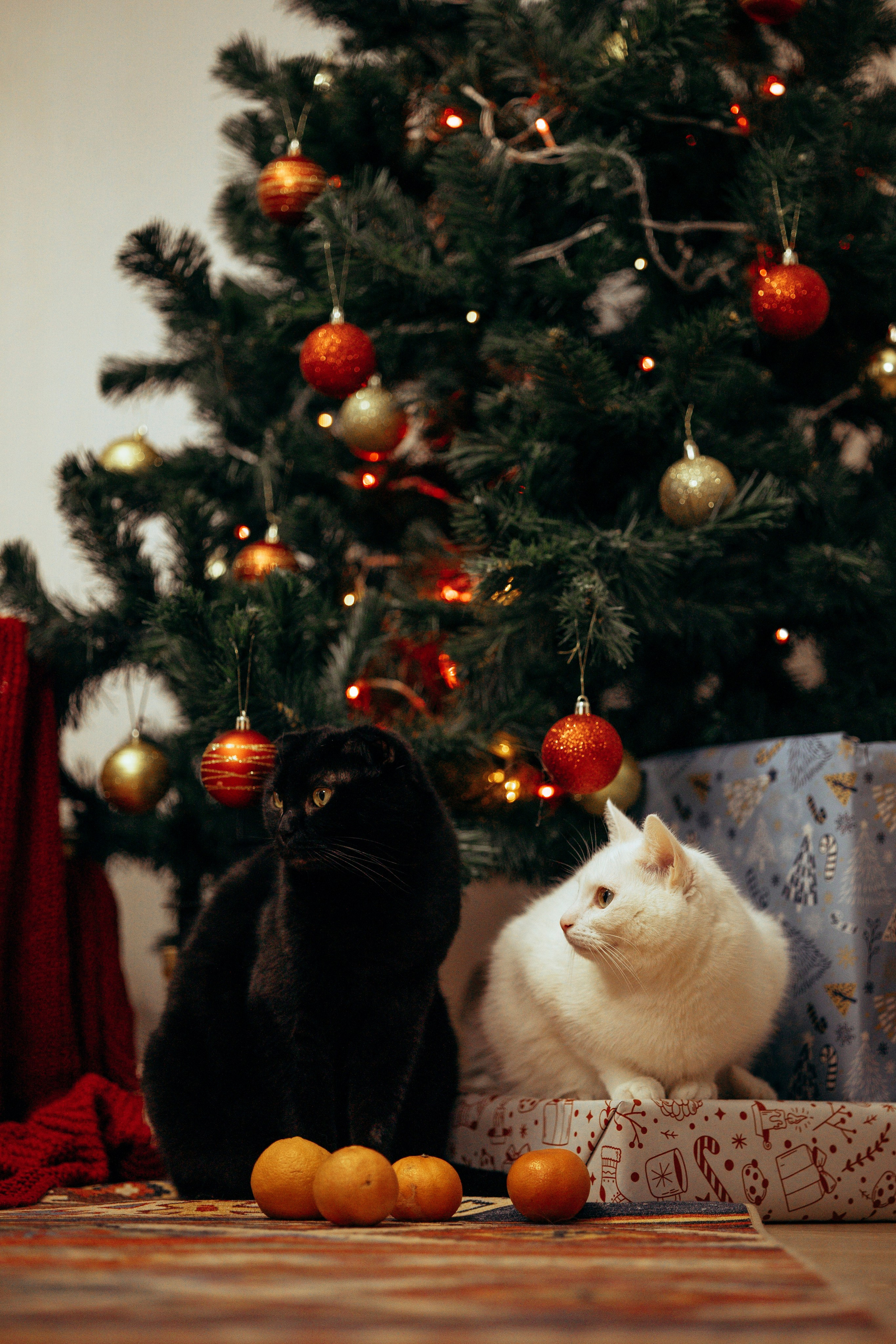 Новогодняя съемка с собакой. Анастасия Белаш