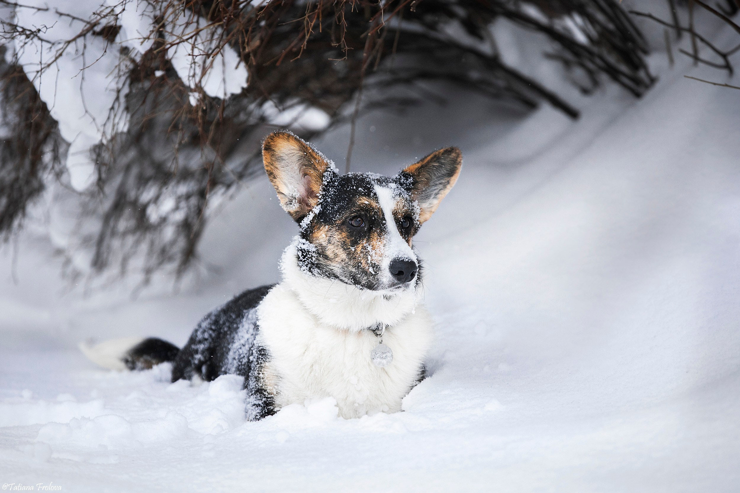 Фотосессия с собаками в зимнем лесу в Пушкино. Фотограф-анималист в Москве и Московской области Татьяна Фролова