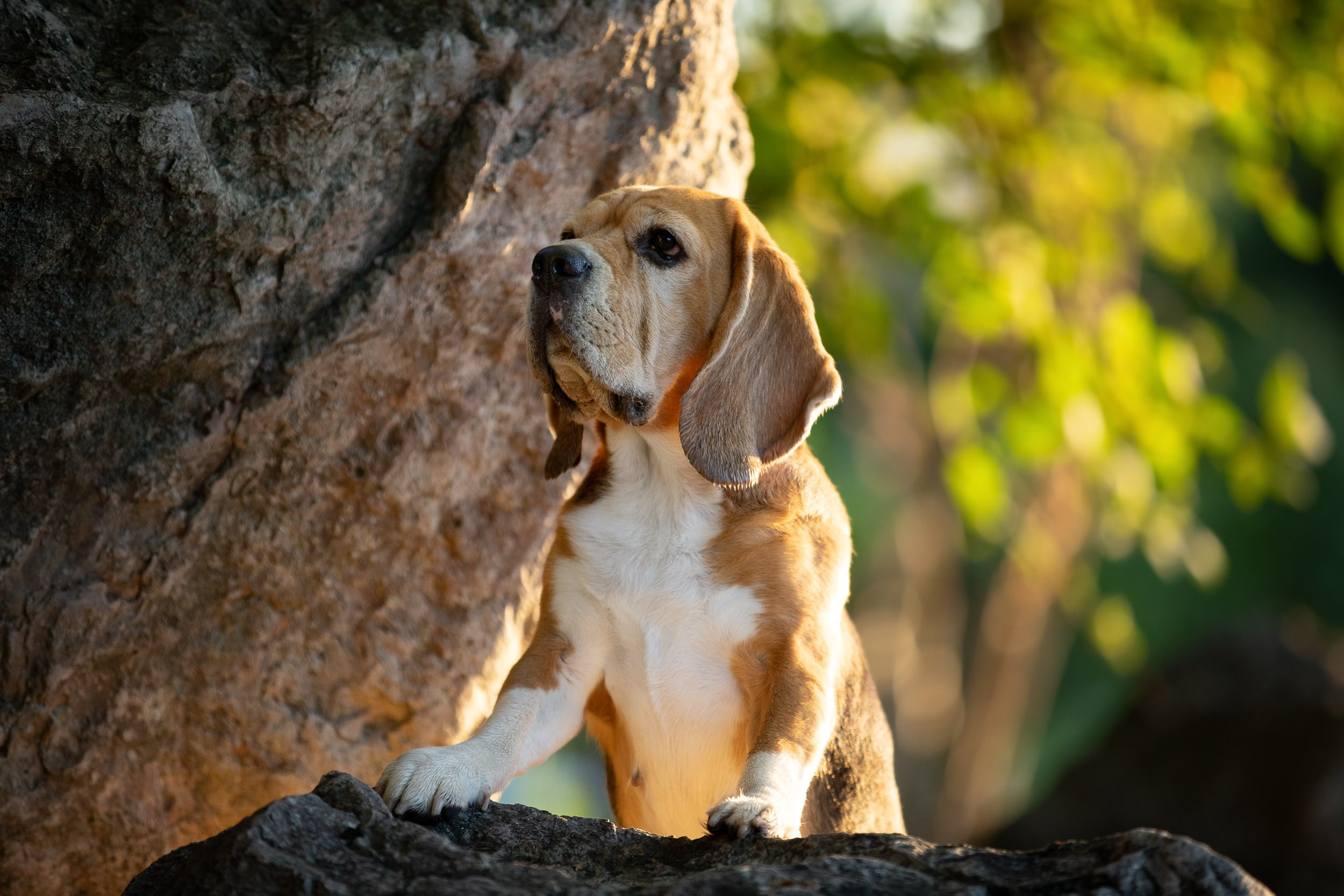 Фотопрогулка с Татьяной и биглем Евой. Фотограф-анималист в Москве и Московской области Татьяна Фролова