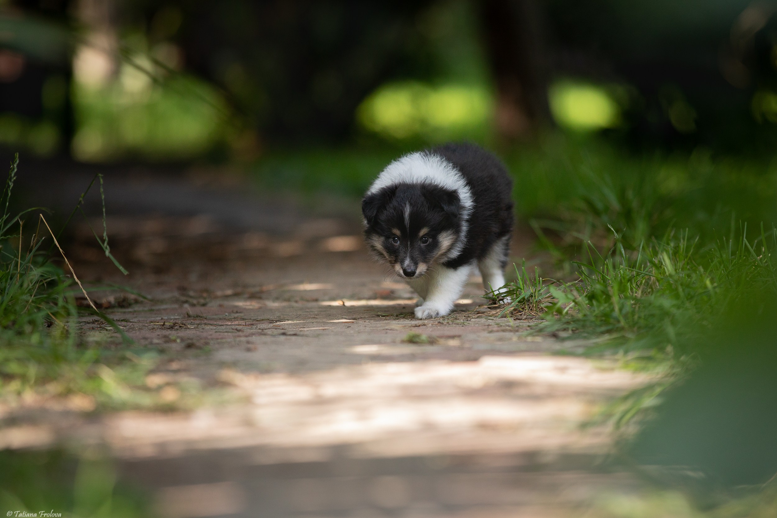Фото помета щенков для продажи. Фотограф-анималист в Москве и Московской области Татьяна Фролова