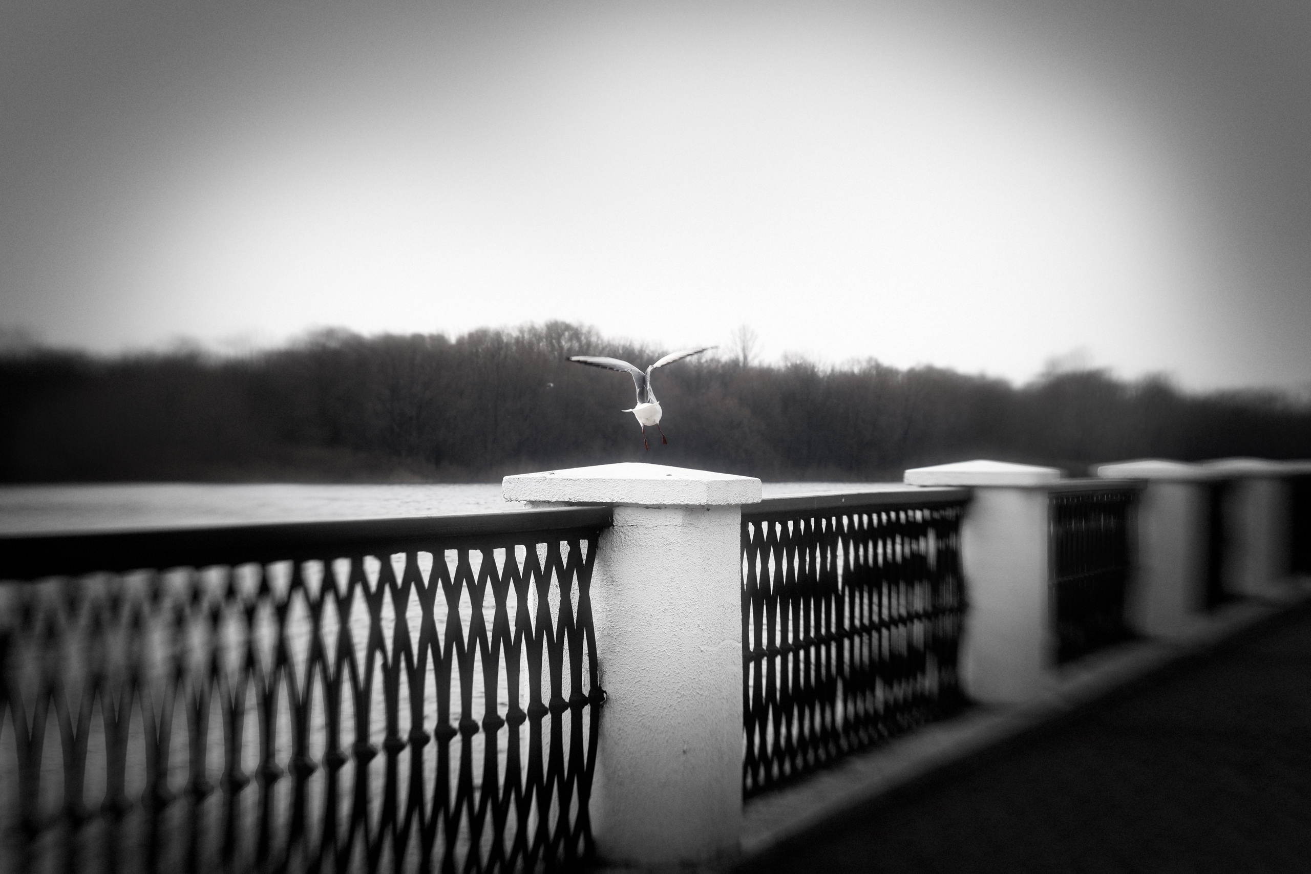 ЧБ  пейзажи (BnW landscape). Фотограф (photographer) Lischinski Vitaliy