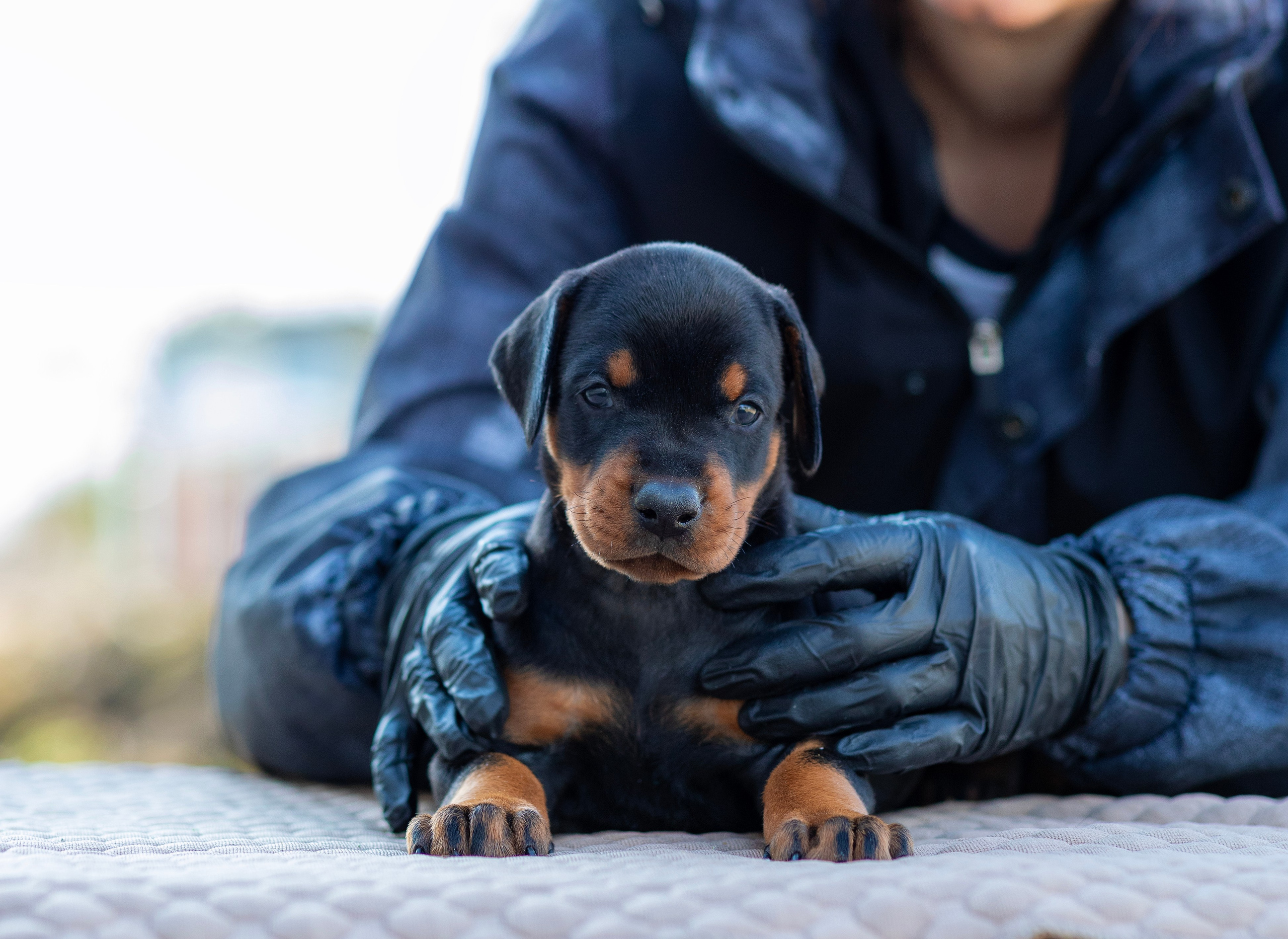 Доберман. Фотограф — анималист Татьяна Ли