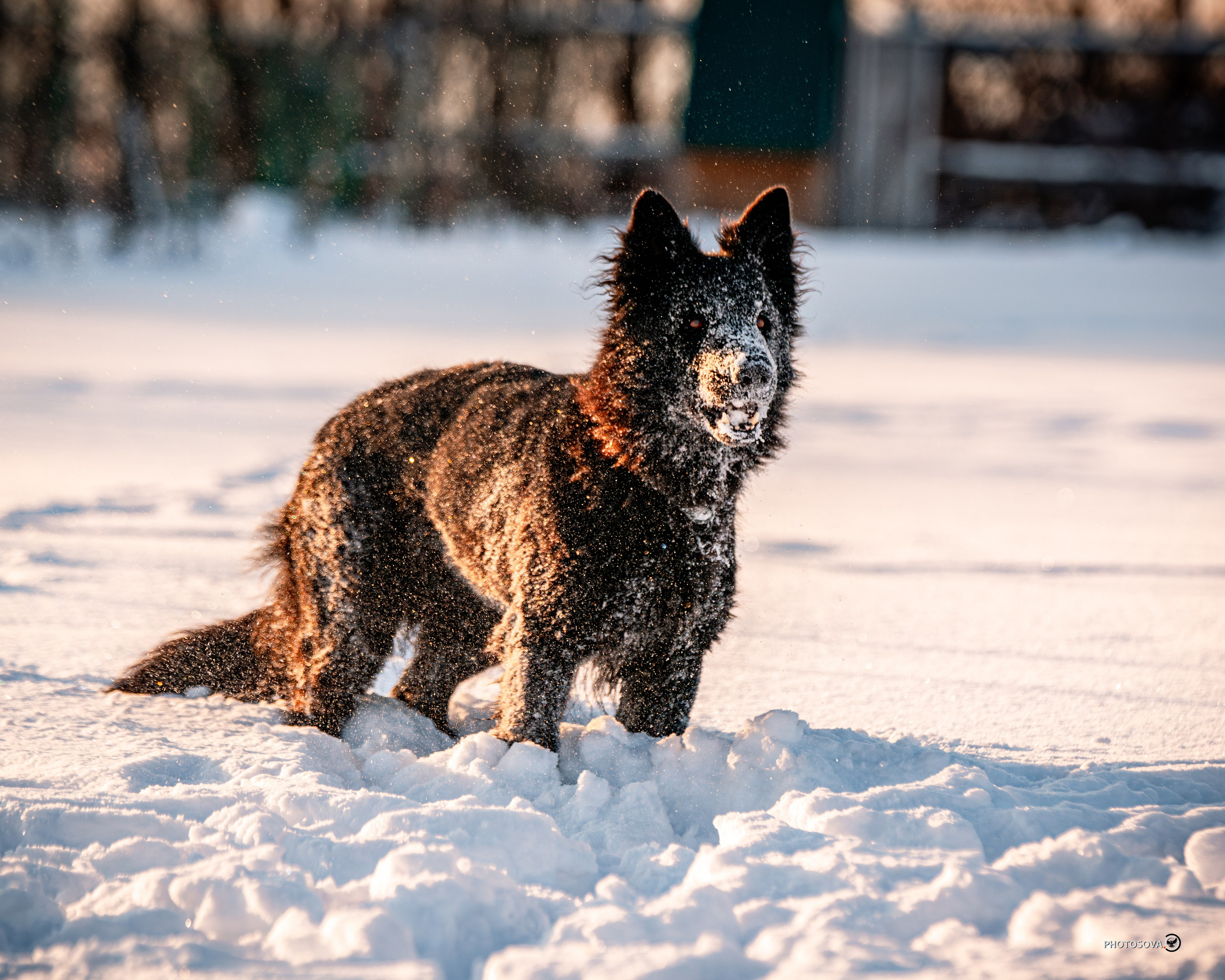 ФОТОПАМЯТЬ ВАШИХ ЭМОЦИЙ. Фотограф-анималист, семейный фотограф в Москве и Подмосковье. Фотосъёмка кинологических дисциплин