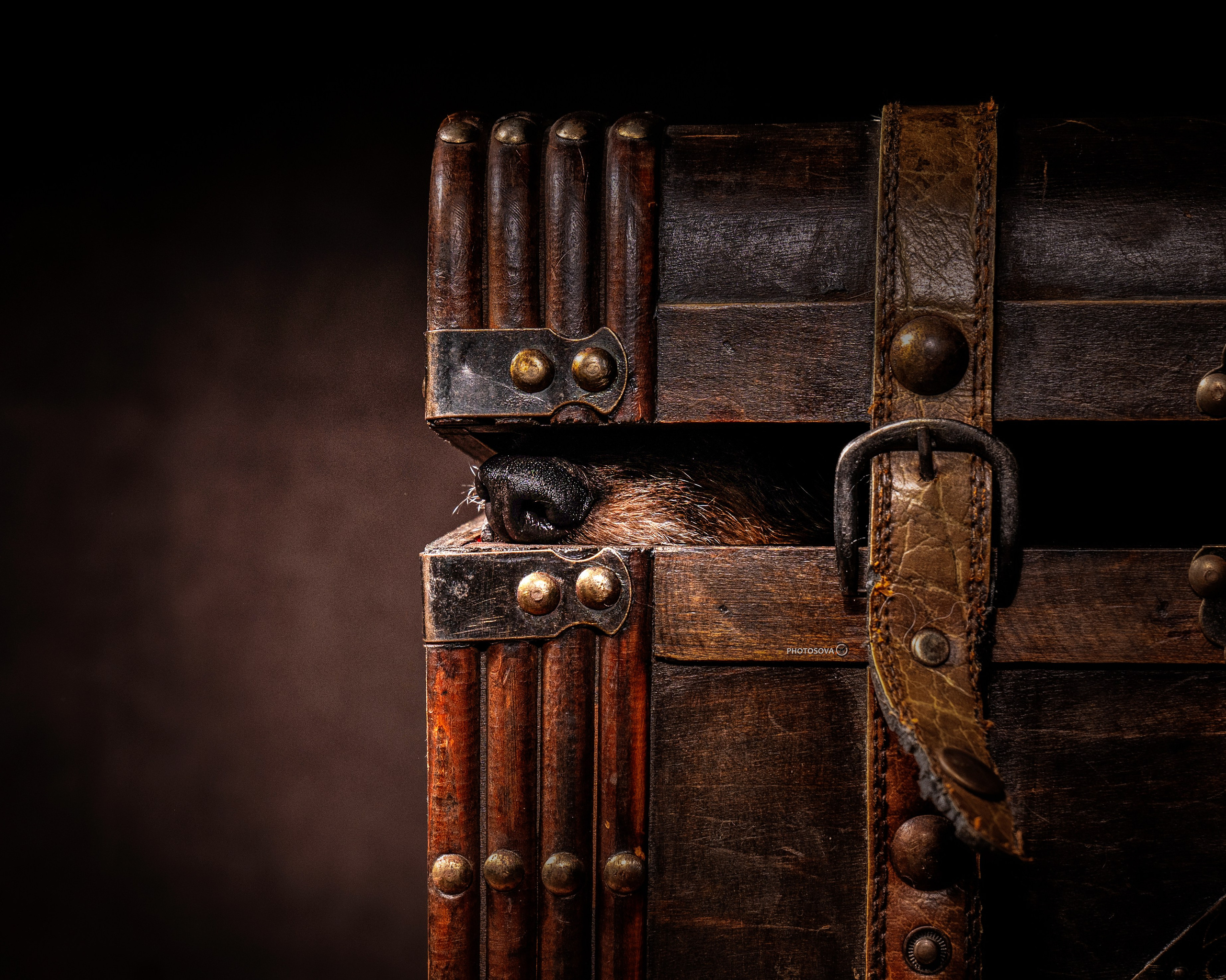 ФОТОПАМЯТЬ ВАШИХ ЭМОЦИЙ. Фотограф-анималист, семейный фотограф в Москве и Подмосковье. Фотосъёмка кинологических дисциплин