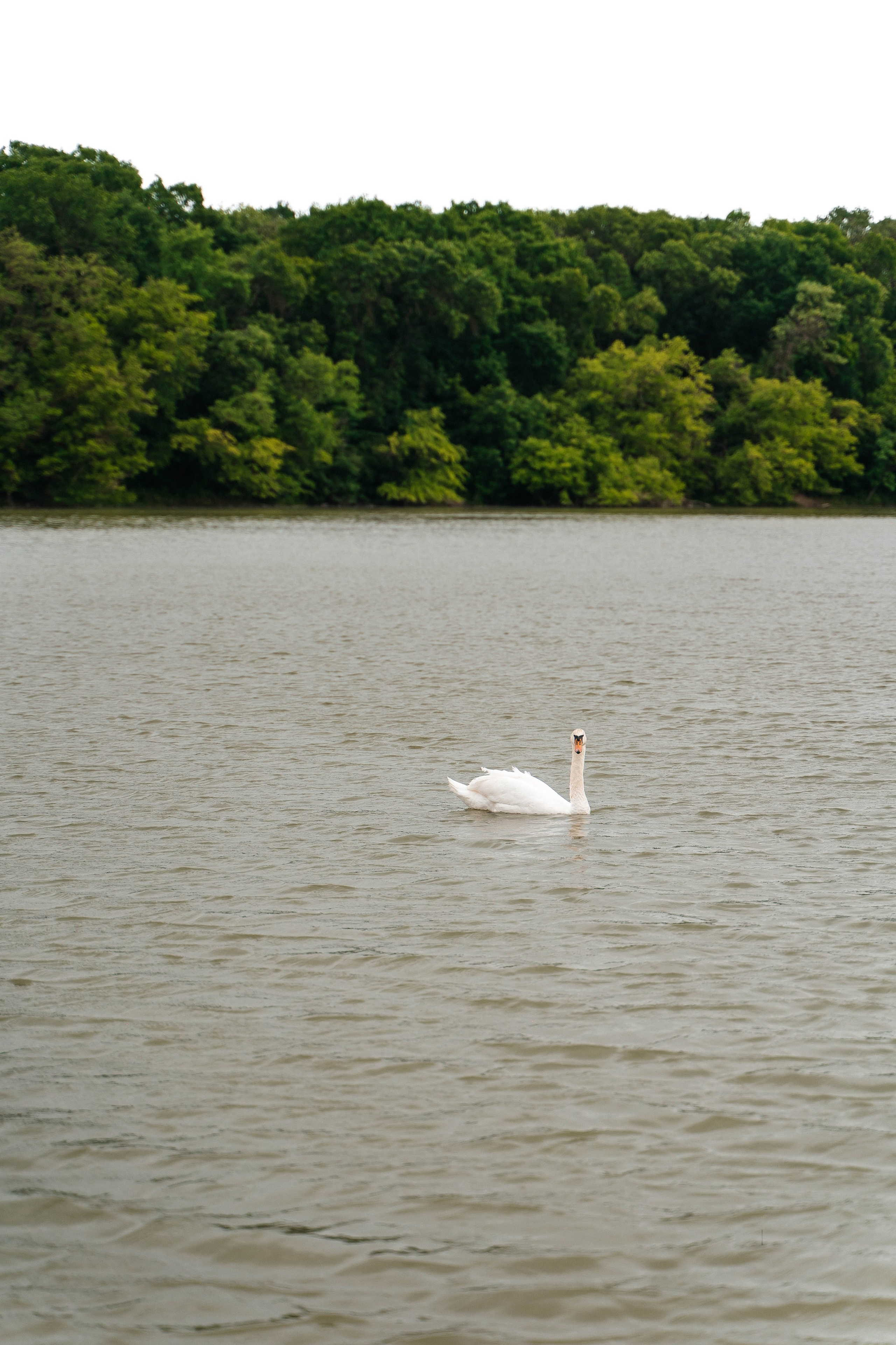 Илья и Вика — все начинается с любви. Свадебный и семейный фотограф