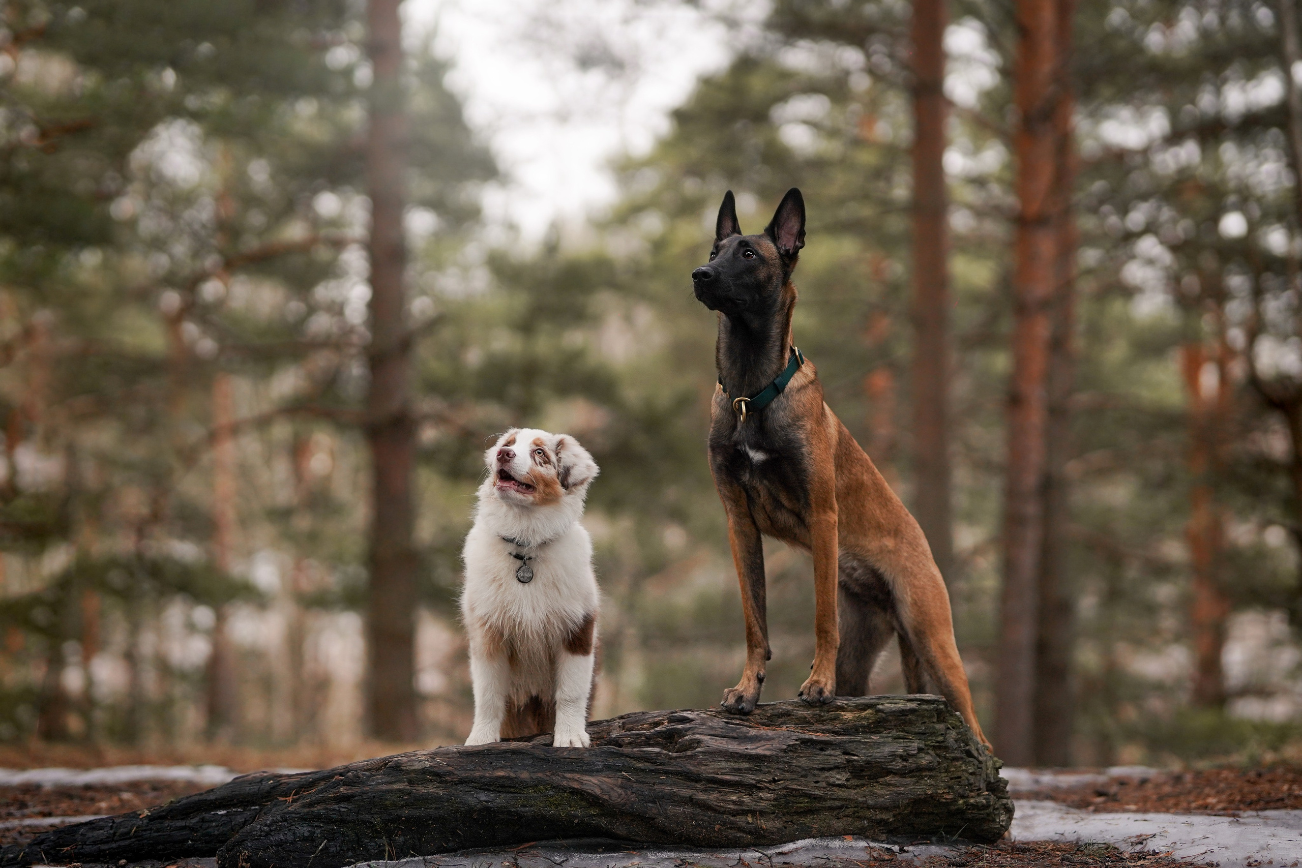 Панда и Эста. Фотограф-анималист в Санкт-Петербурге Яна Мартынова