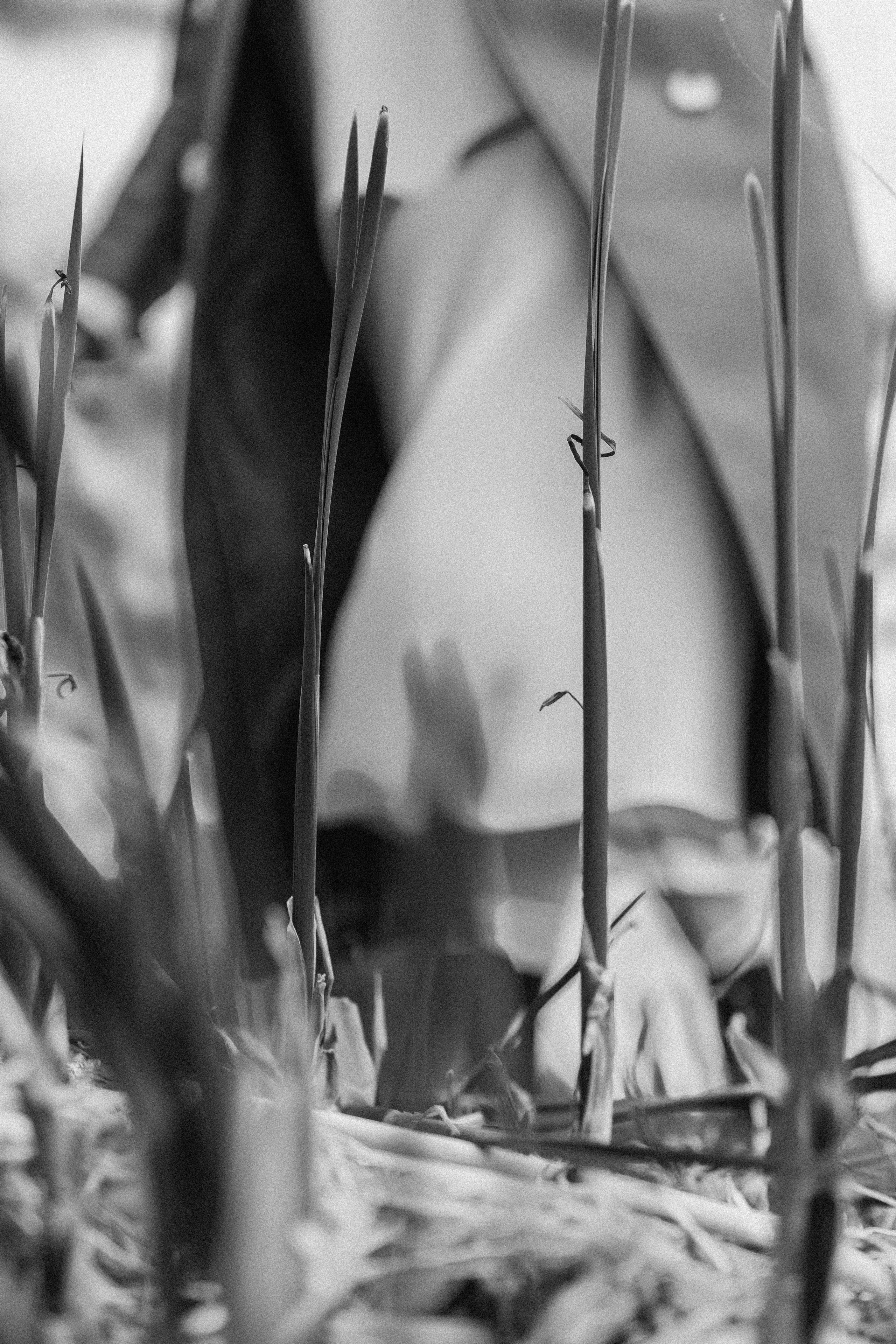 Эстетика П р о Я в л е н и я. Виноградова Маргарита. Фотограф P r o Явления