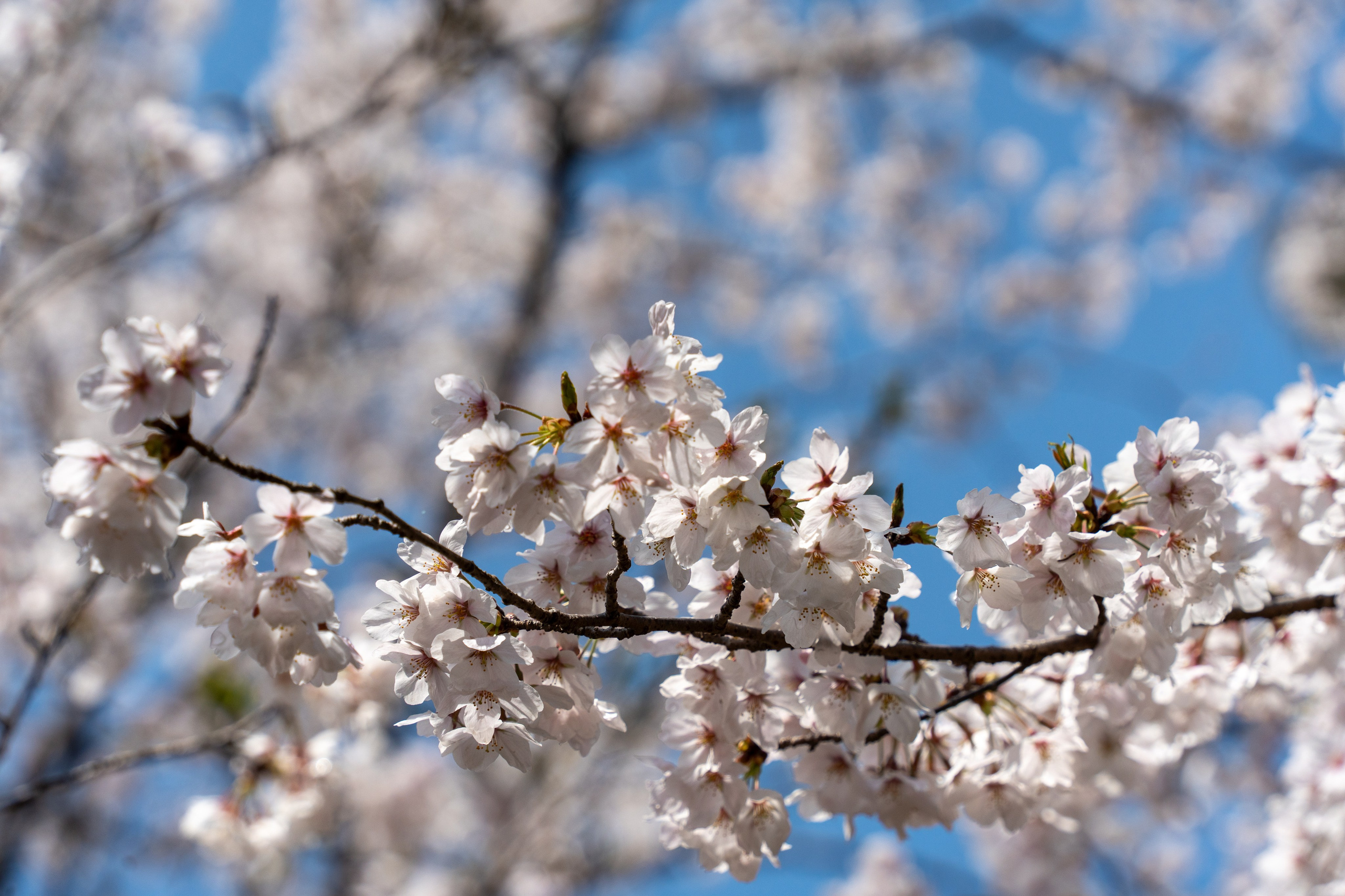 Япония, сакура. Творческие сьемки