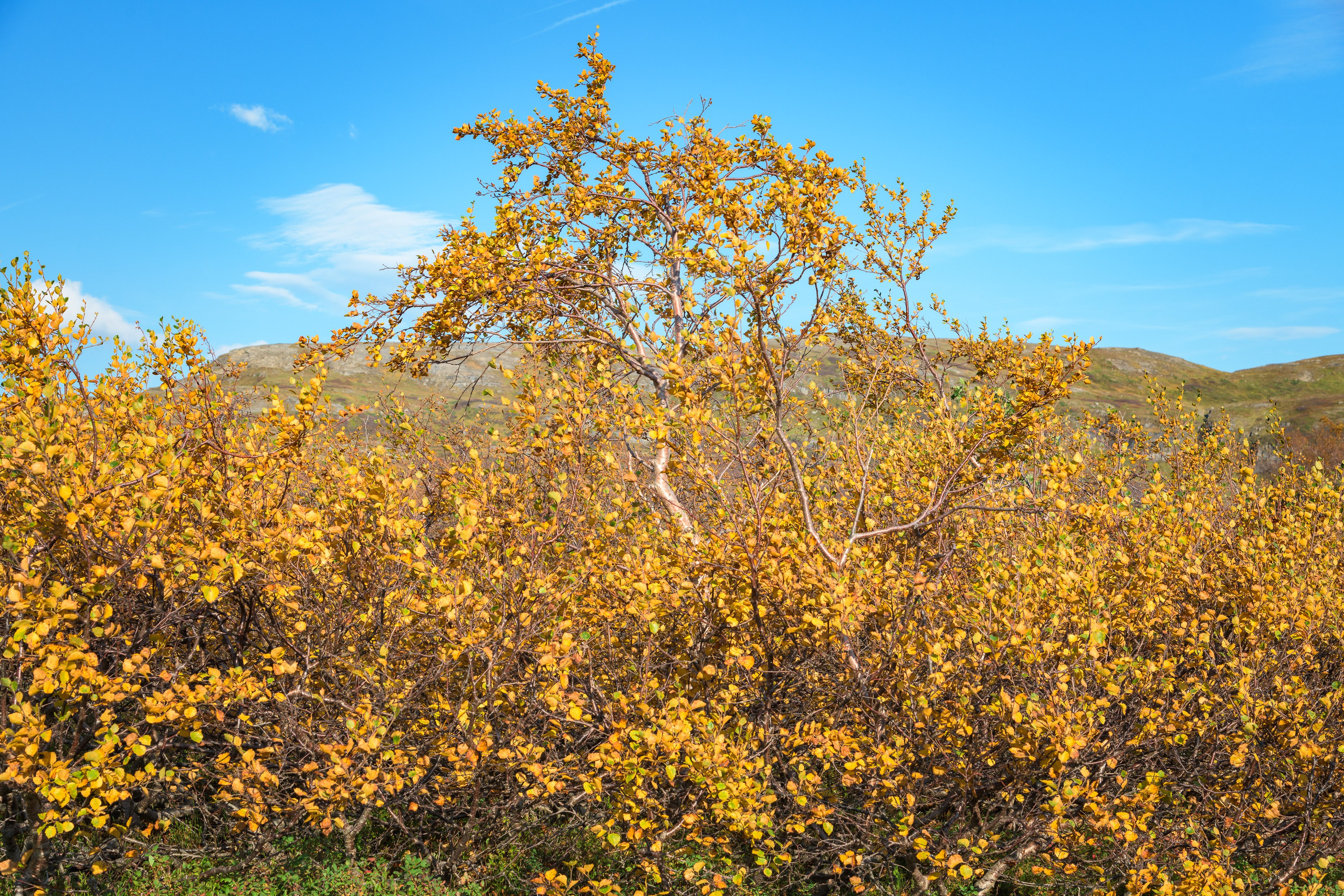 Норвегия. Северные Ночи