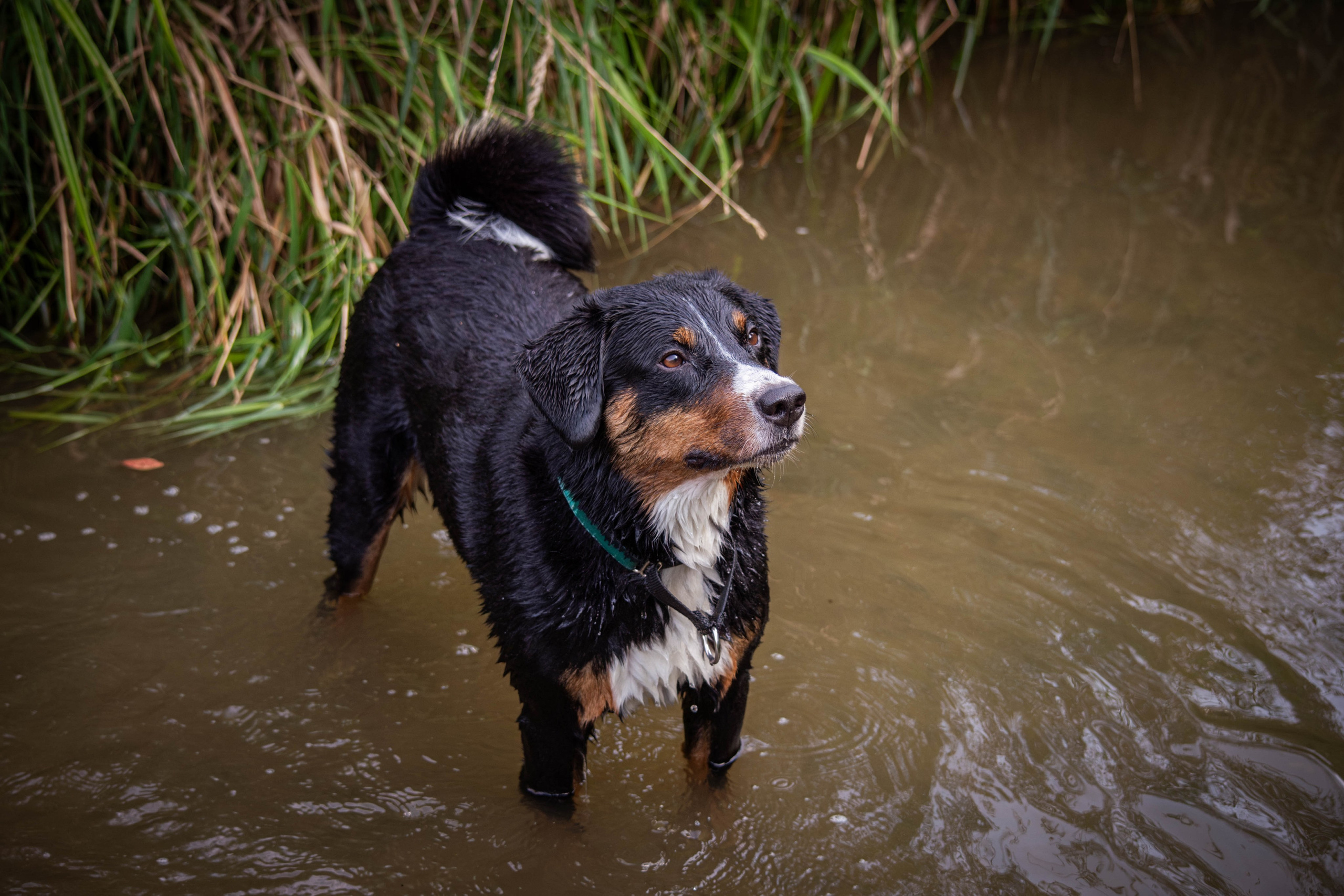 Микки и Юля. Фотограф Светлана Блинова, Москва и Московская область