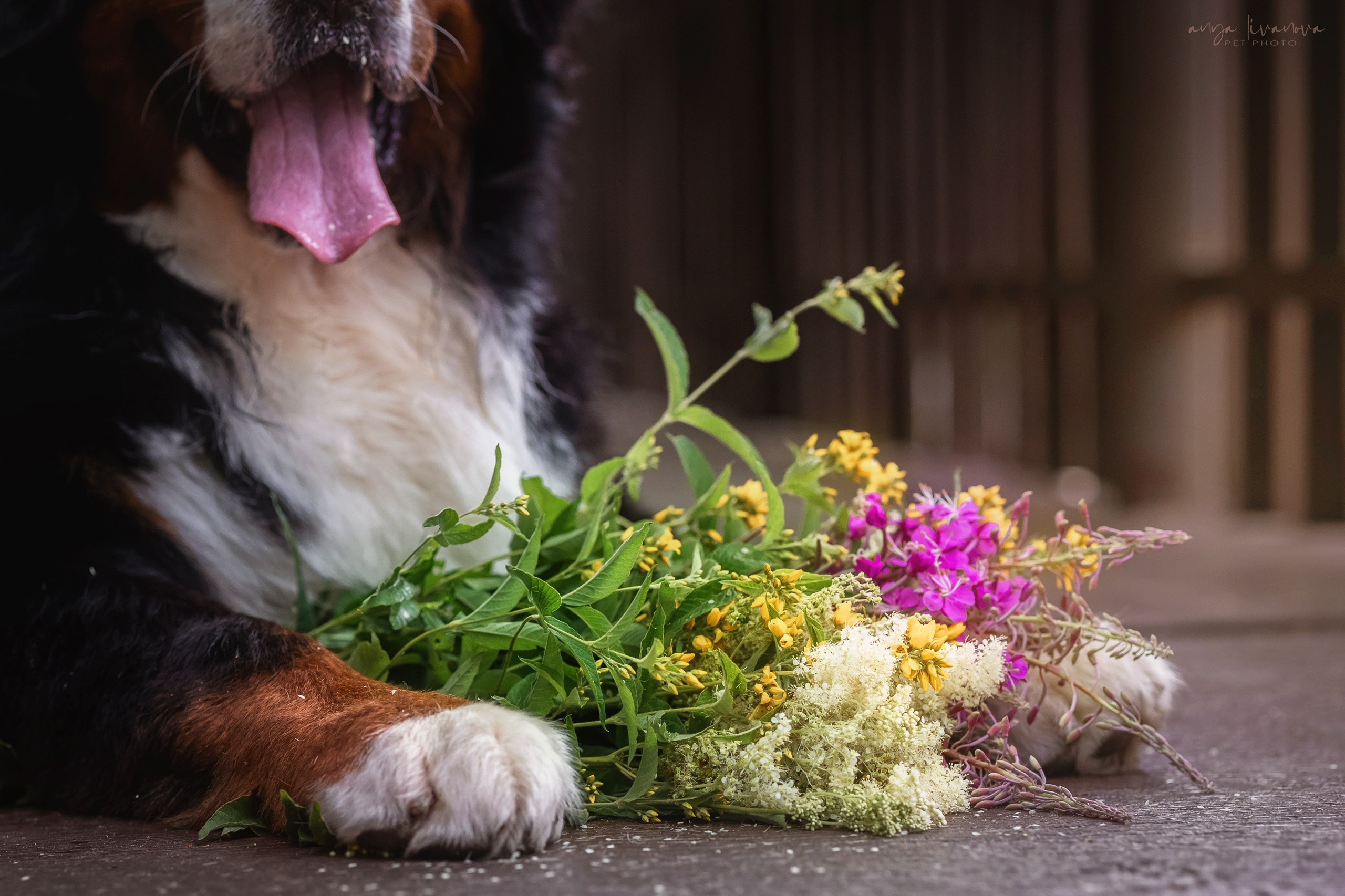 Маша и Буч. Фотограф анималист Аня Ливанова | Рыбинск