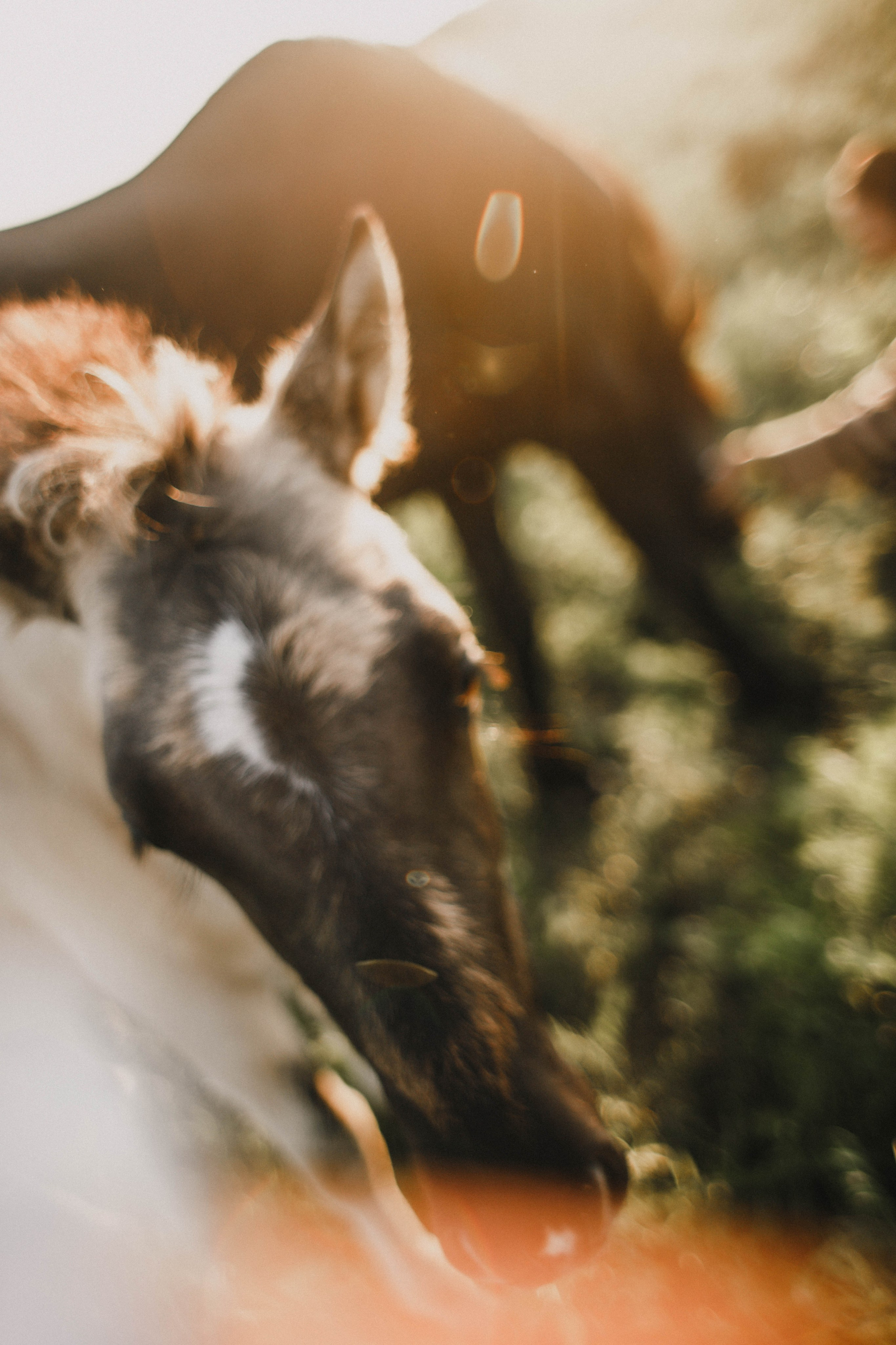 Варвара. Лошади. Закат. Фотограф в Нижнем Новгороде