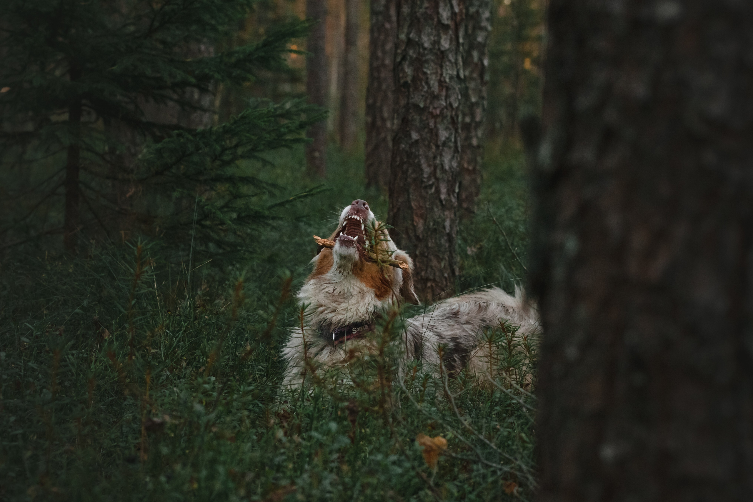 Фотопрогулка в Ленобласти. Фотограф-анималист Татьяна Степанова