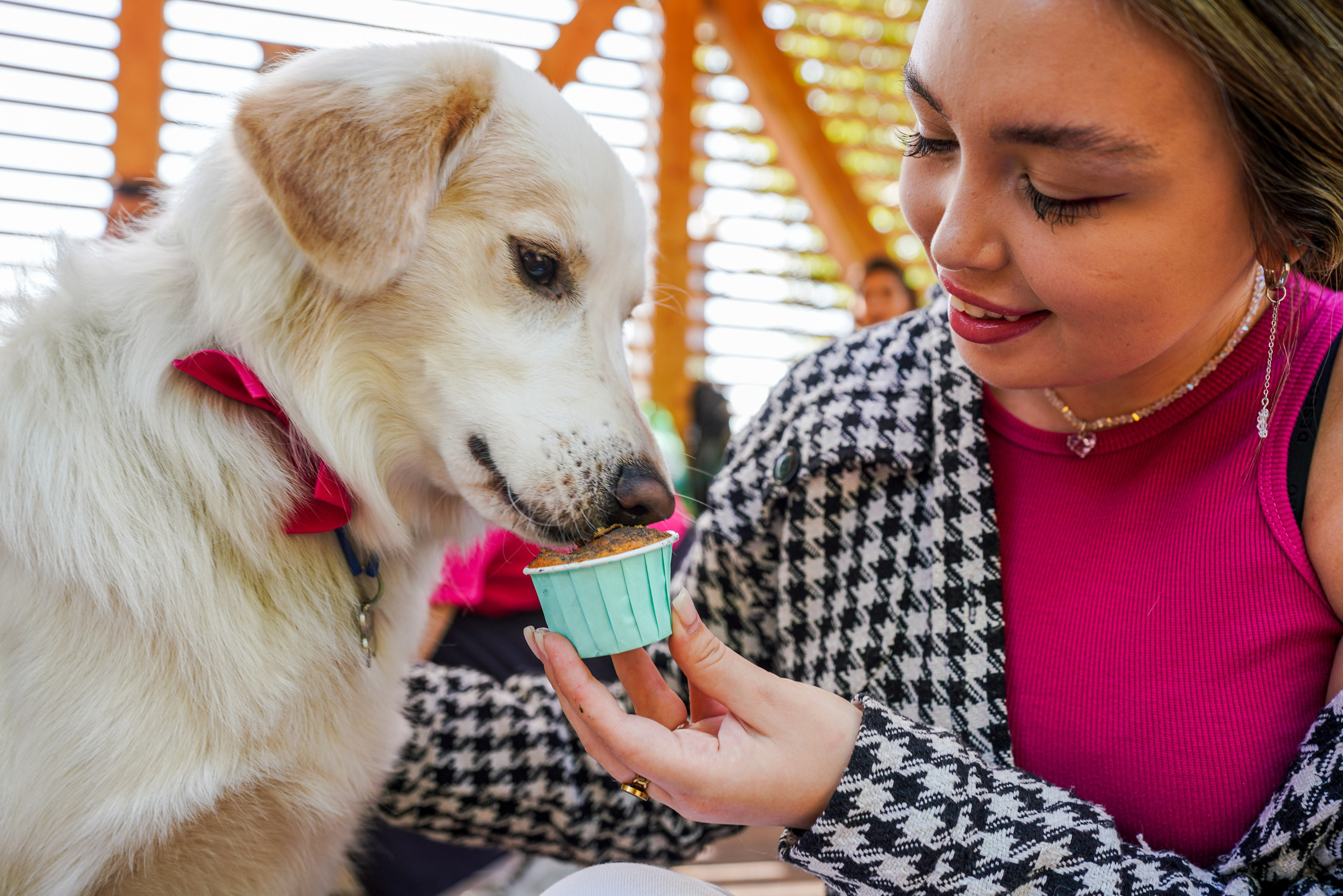 ДР собаки по имени Моррис :). Фотограф Казань