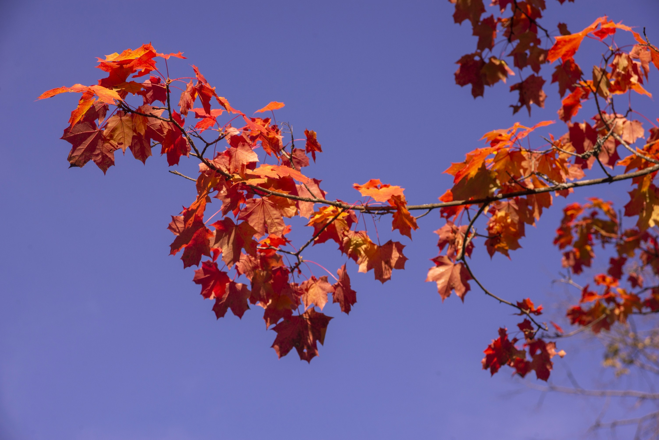 Абрамцево. Сентябрь 2023. Игорь Жучков. Россия увиденная глазами путешествующего фотографа