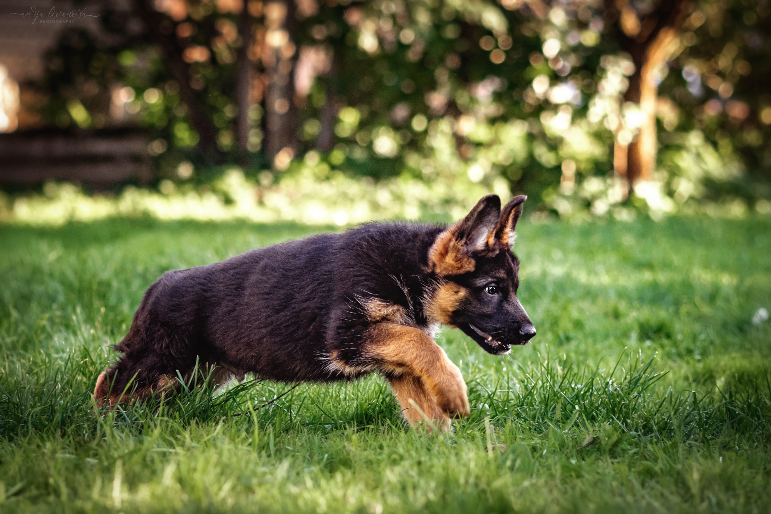 Овчарята. Фотограф анималист Аня Ливанова | Рыбинск