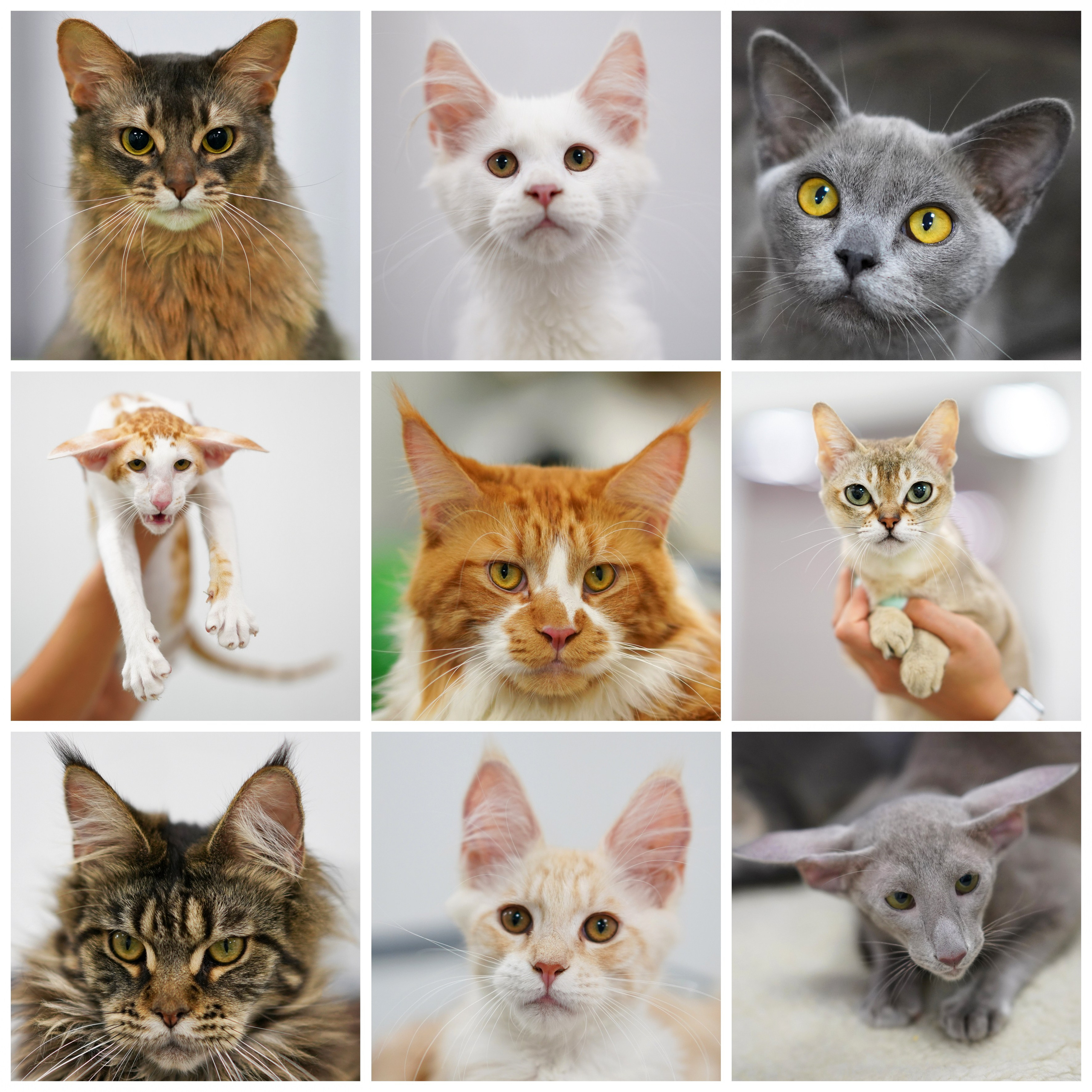 ФотоКОЛЛАЖИ. Фотограф Москва и Сергиев Посад Ирина Ермакова