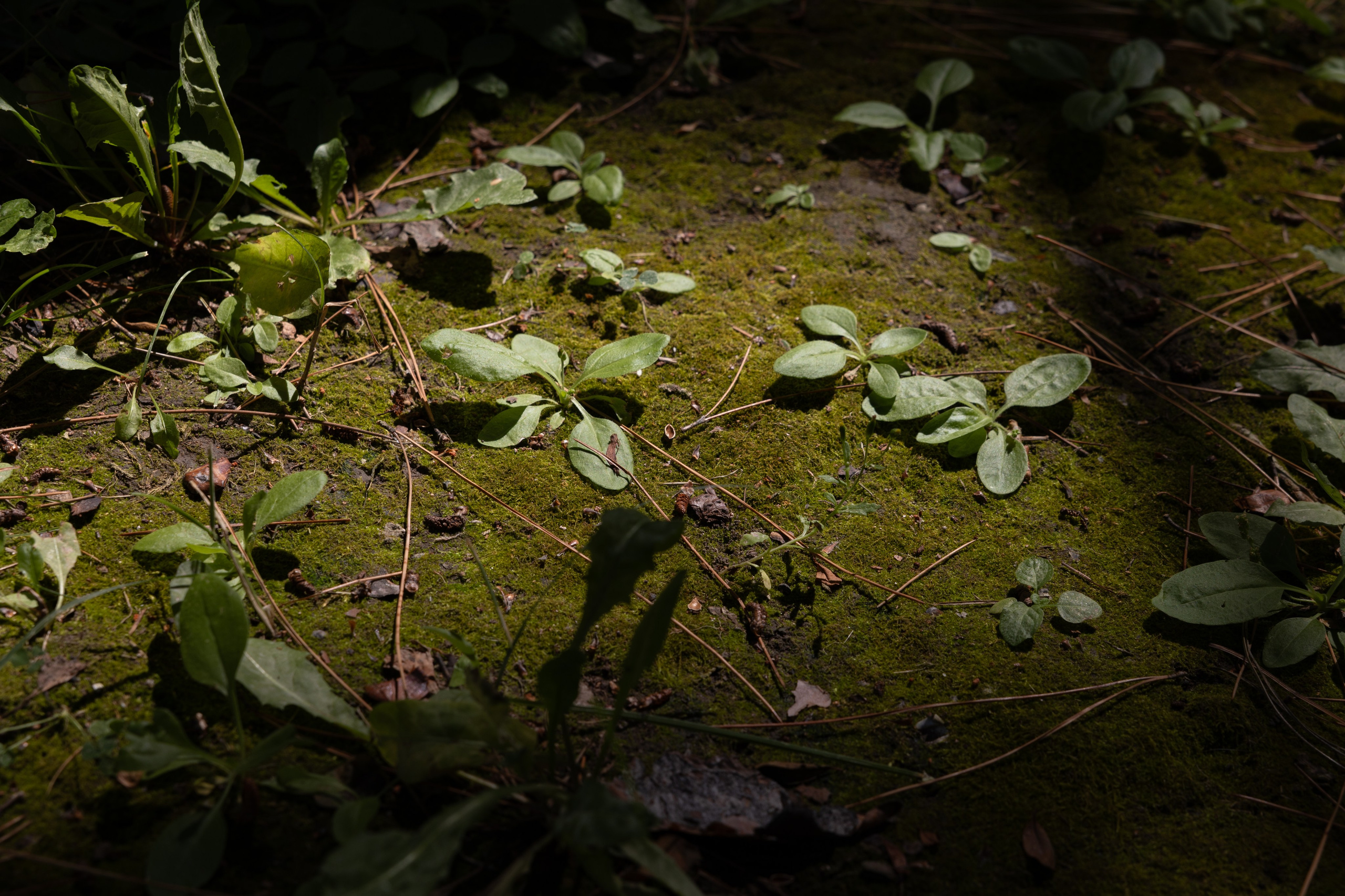 Art prints. Фотограф алина стерхова, алина стерхова фотограф, фотограф москва