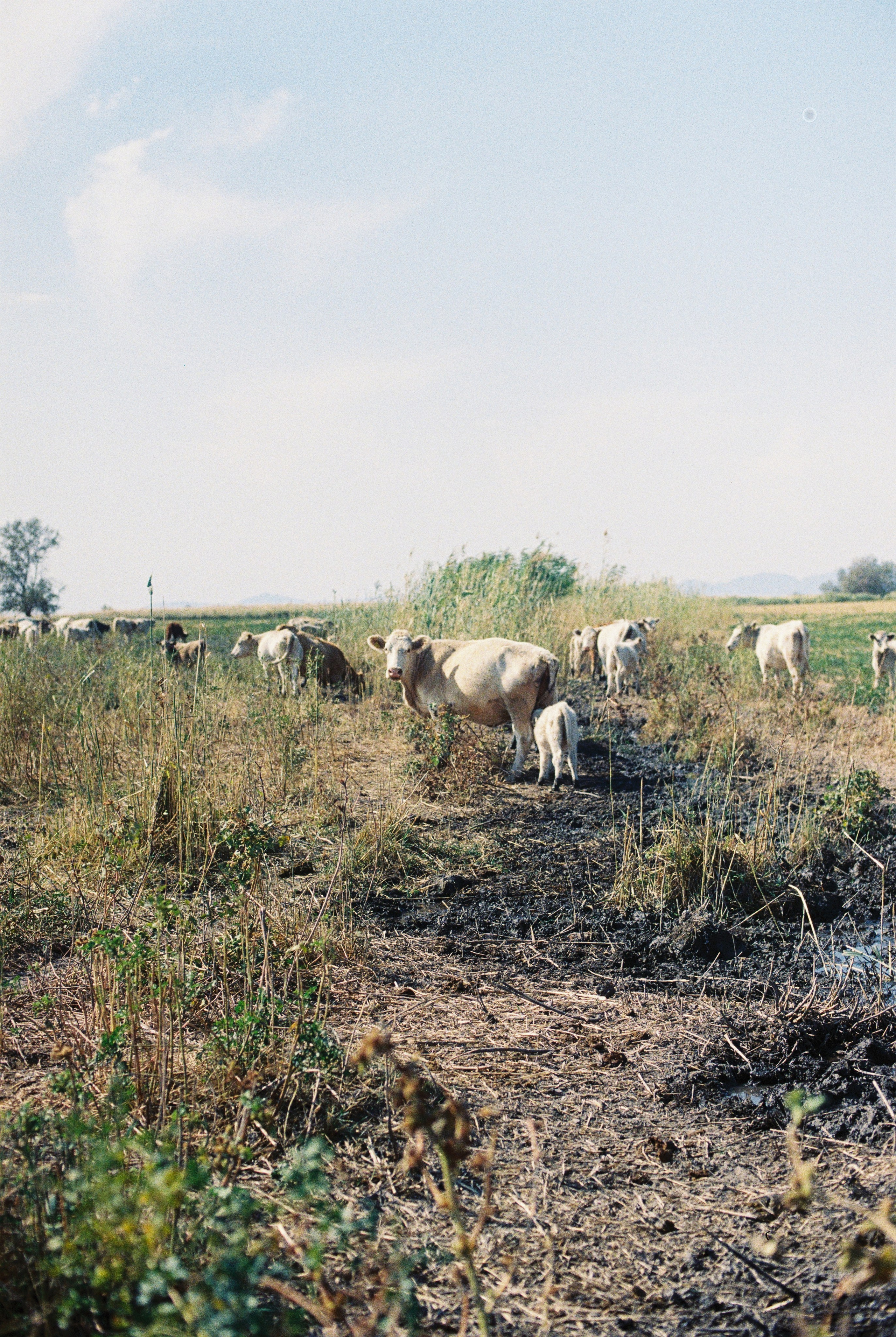Алтын эмель/Или/Курты, плёнка 2025. Фотограф в Алматы — Алексей Коньков | Репортаж, свадьбы, портреты