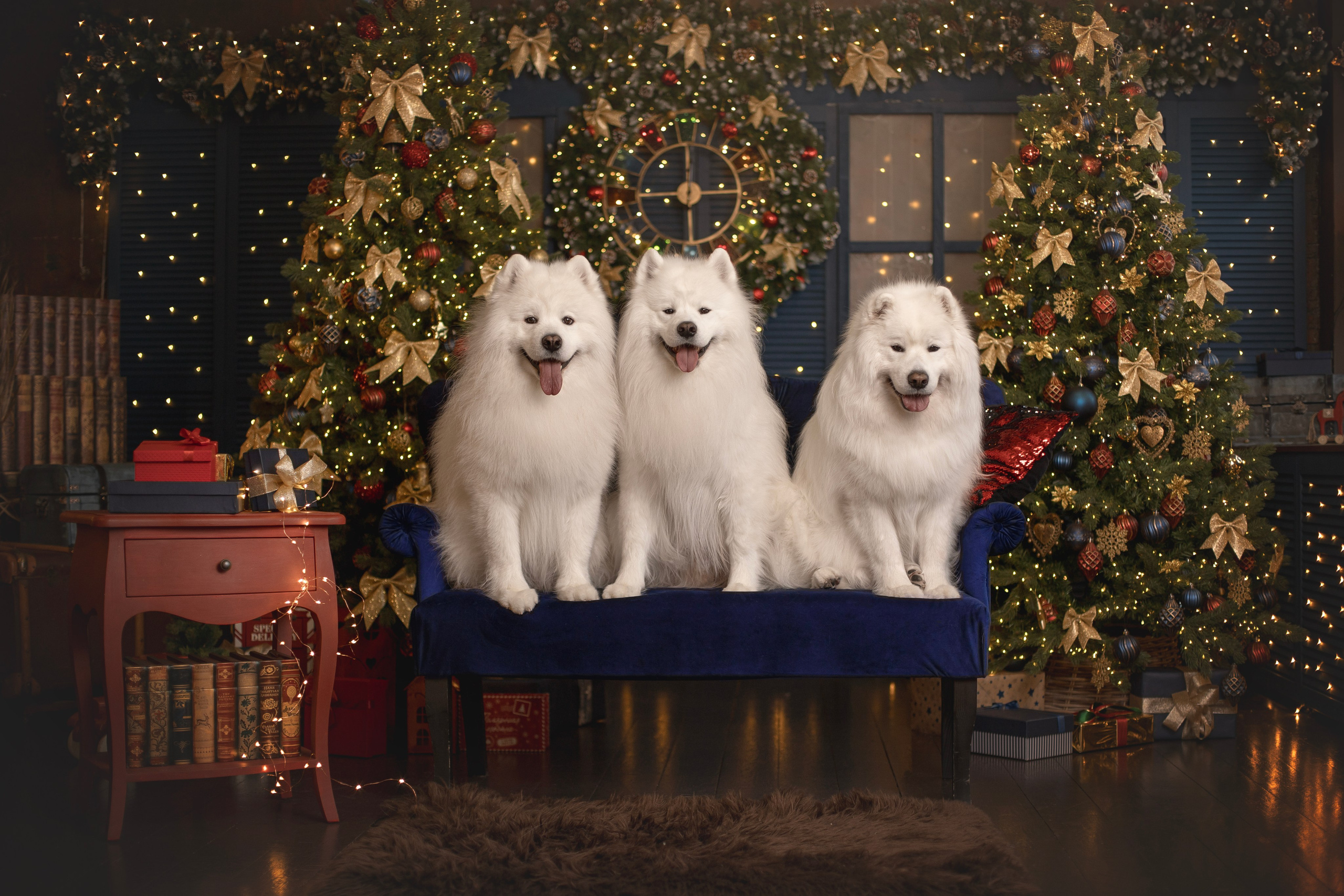 Пушистые самоедские драконы в студии. Фотограф анималист в Москве Майорова Евгения