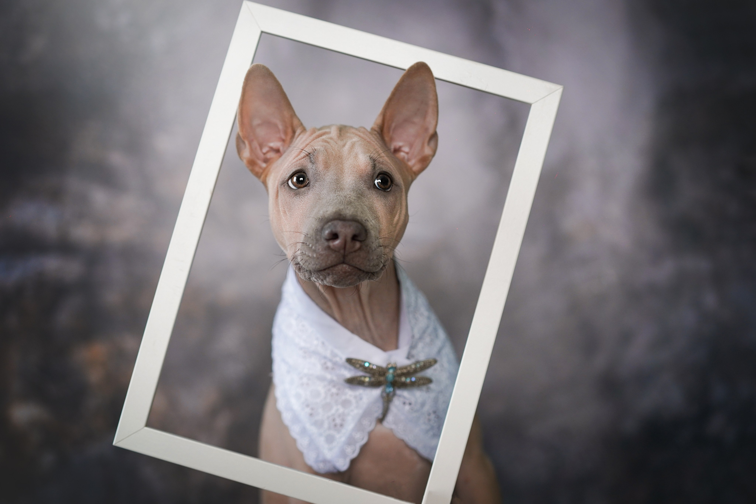 Щенки тайского риджбека. Фотограф-анималист в Санкт-Петербурге Яна Мартынова