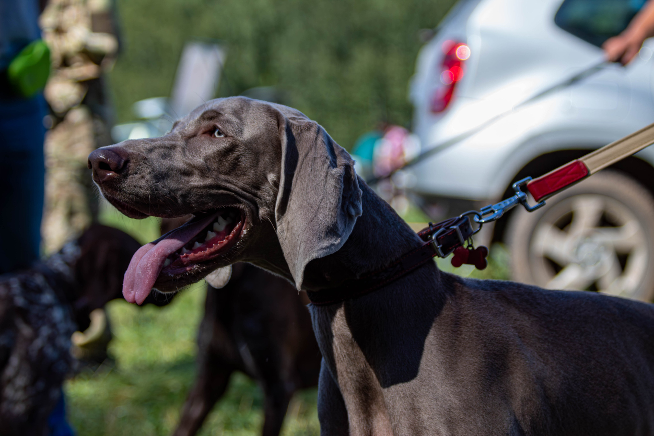 Репортажная съемка в Туле. Фотограф анималист — Тула, Москва