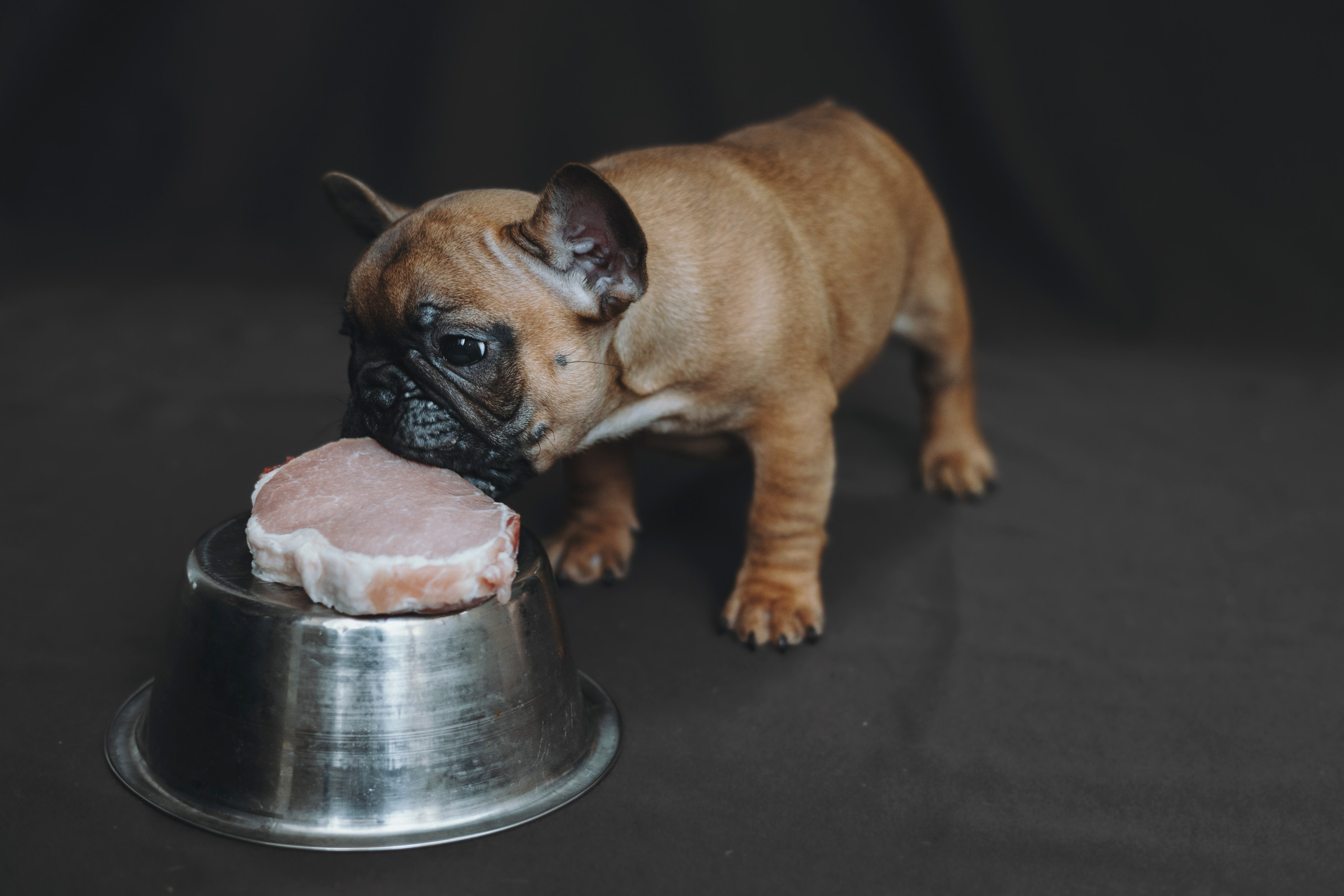 Щеночки. Фотограф — анималист Владивосток, Алина