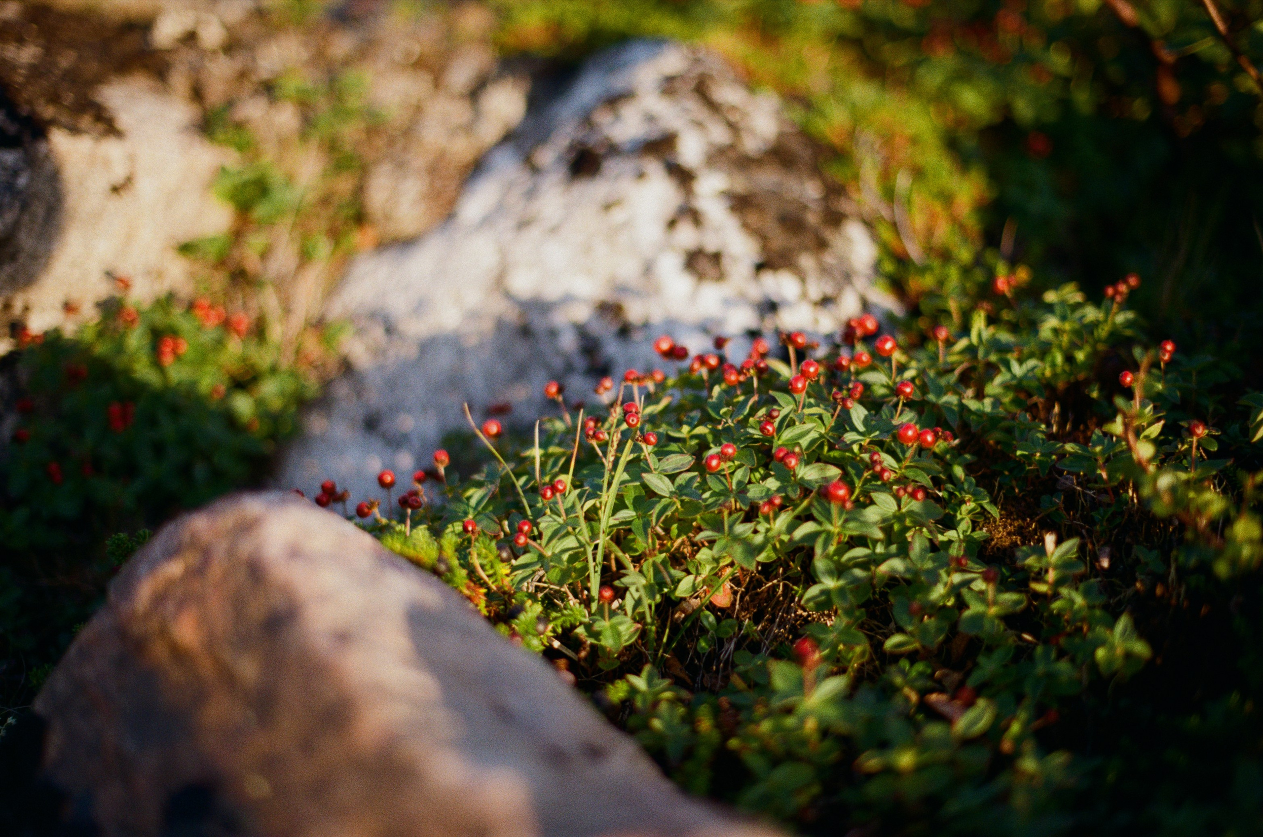 High and dry // kola peninsula. EVER EXPOSED