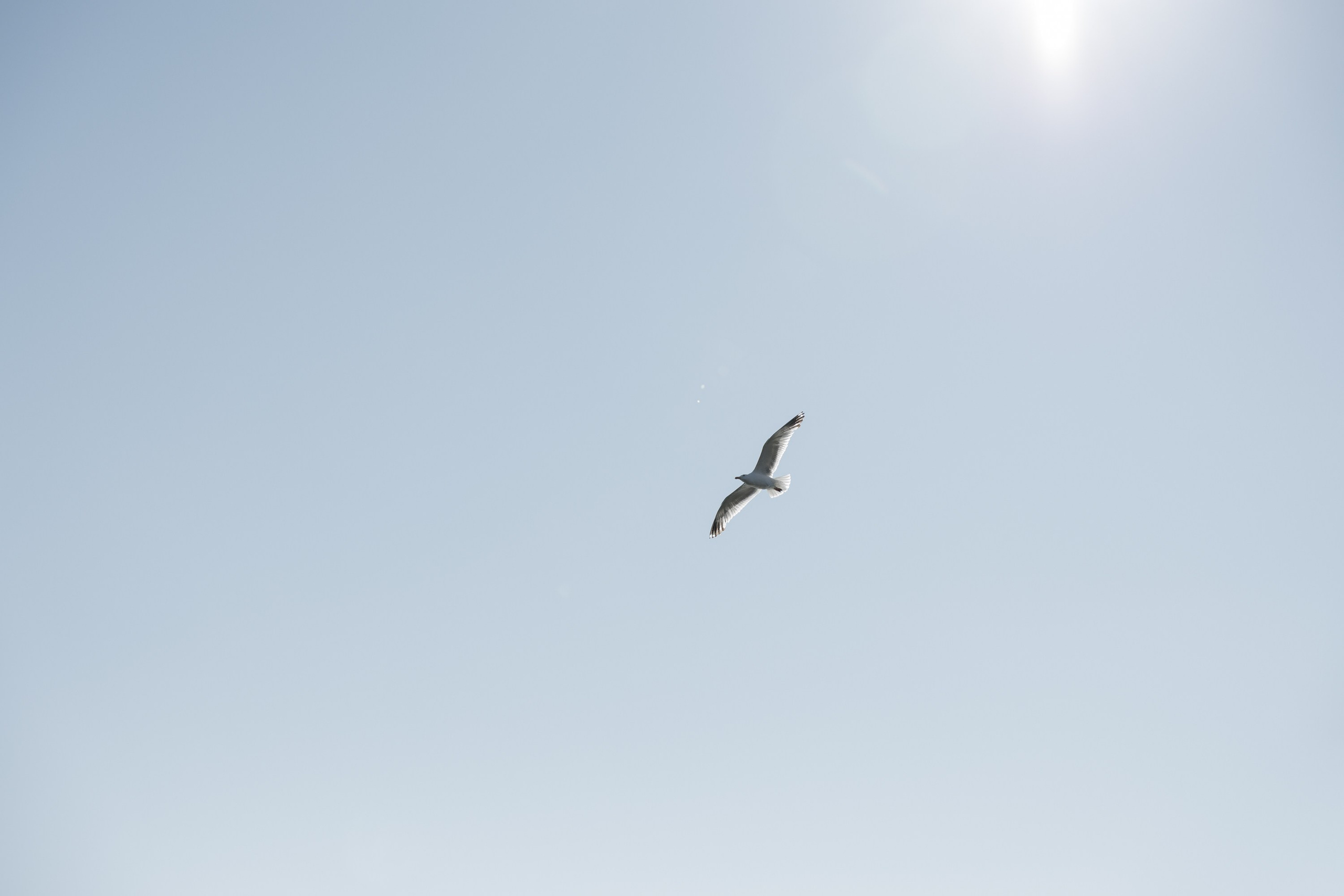 Олег и Мария. Свадебный фотограф