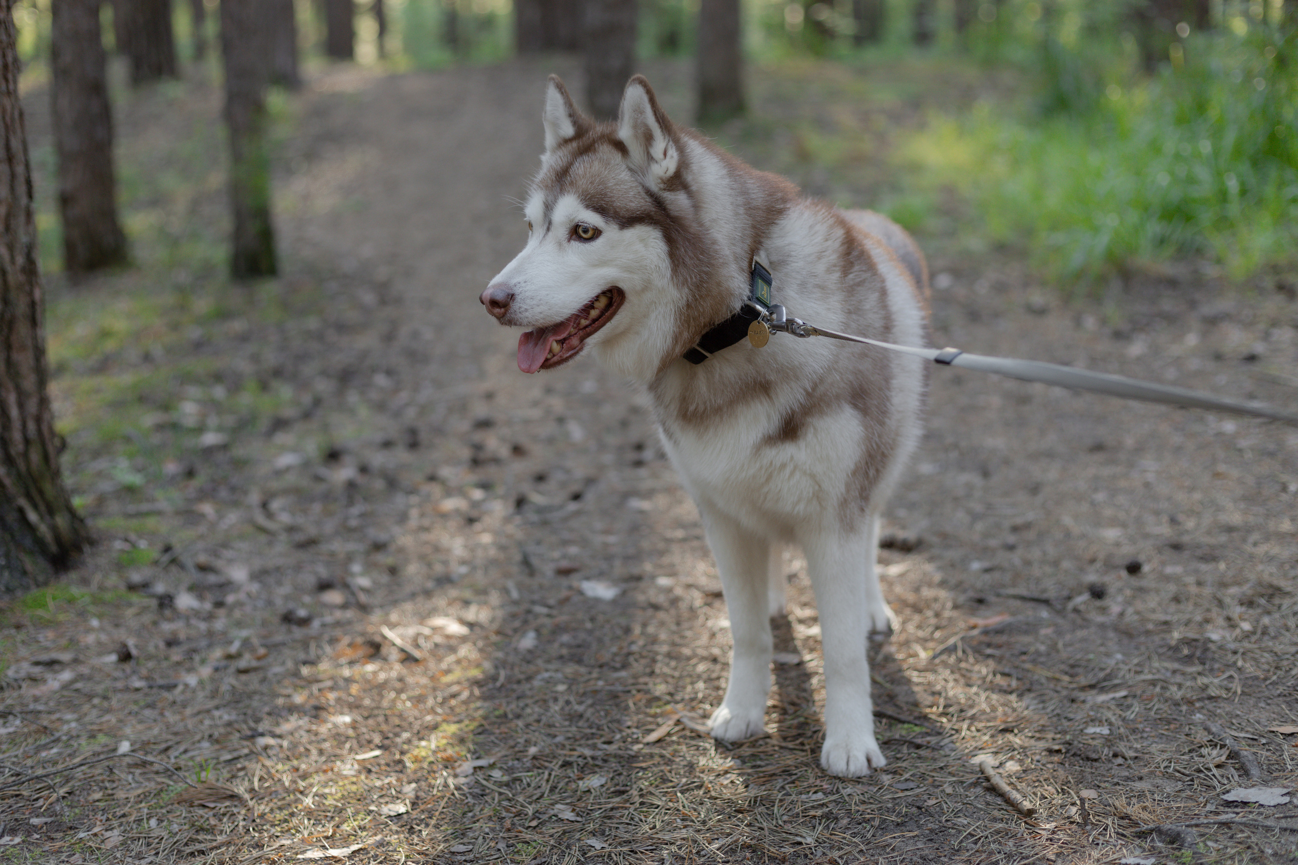 Ника и Элвин. Свадебный и семейный фотограф в Перми Дергачева Кристина