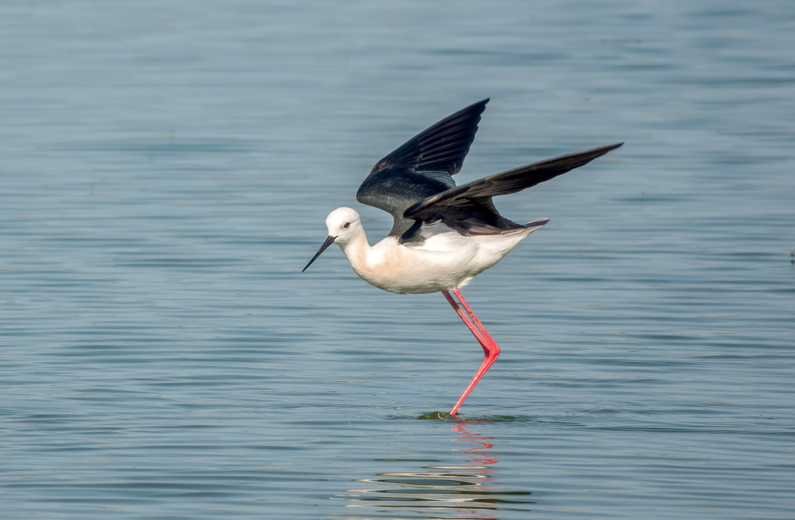 Ретушь и прочее. BWfoto — надежный помощник фотографу. Не отвлекайтесь на рутину — творите прямо сейчас
