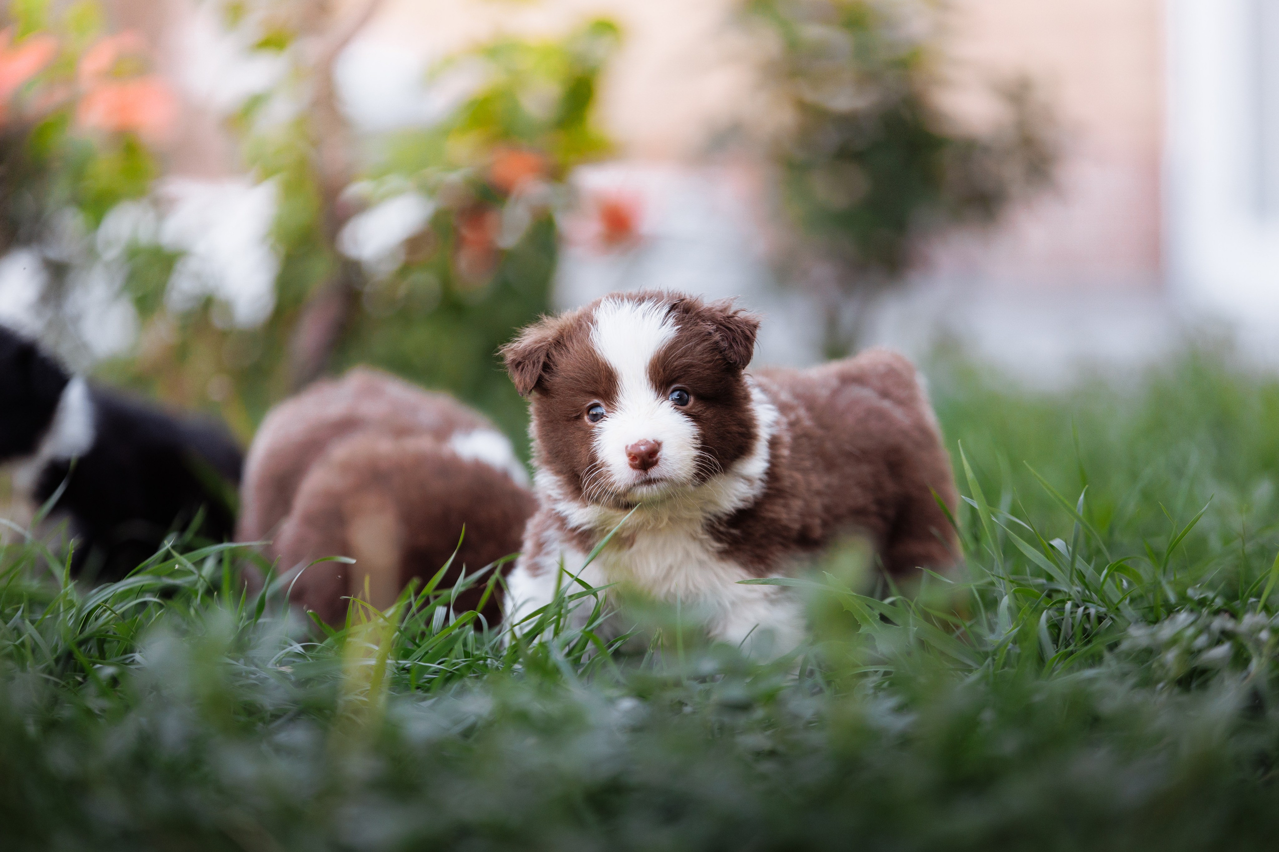 МММ — маленькое мягкое милое. О нас