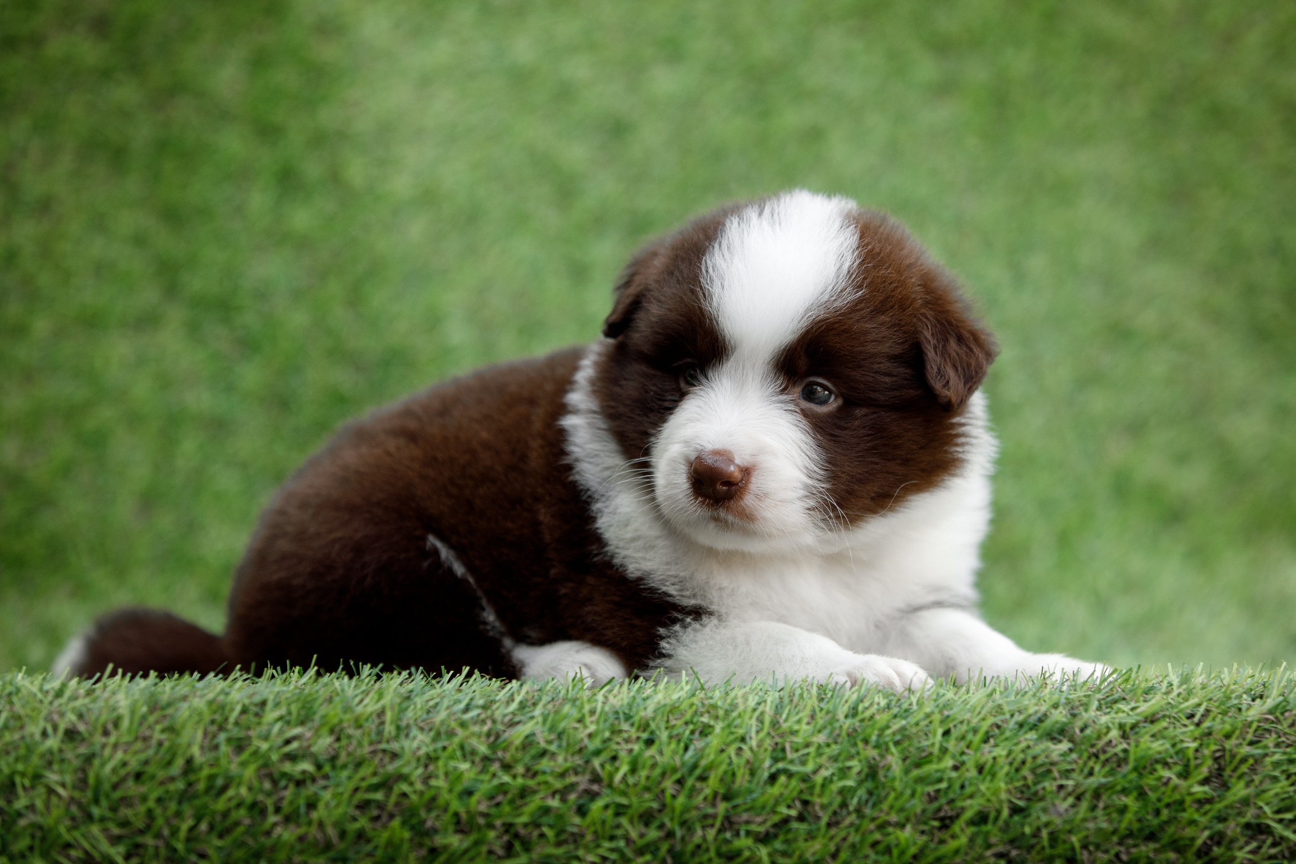 Смешарики. О нас