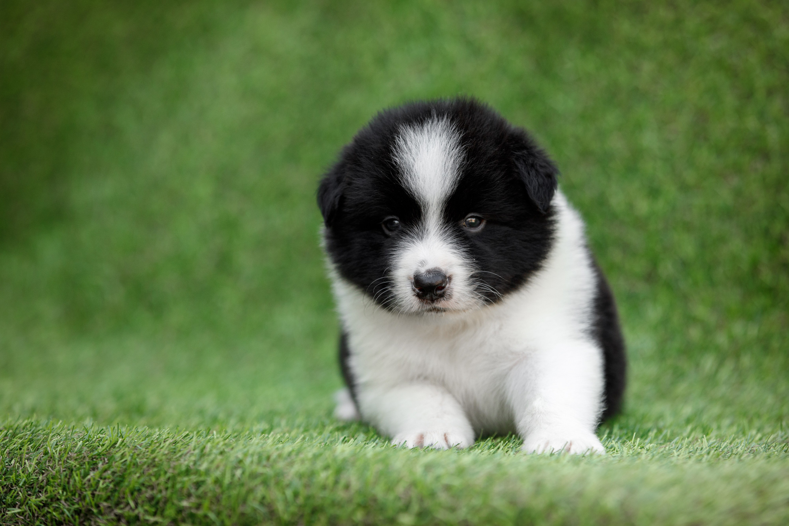 Смешарики. О нас