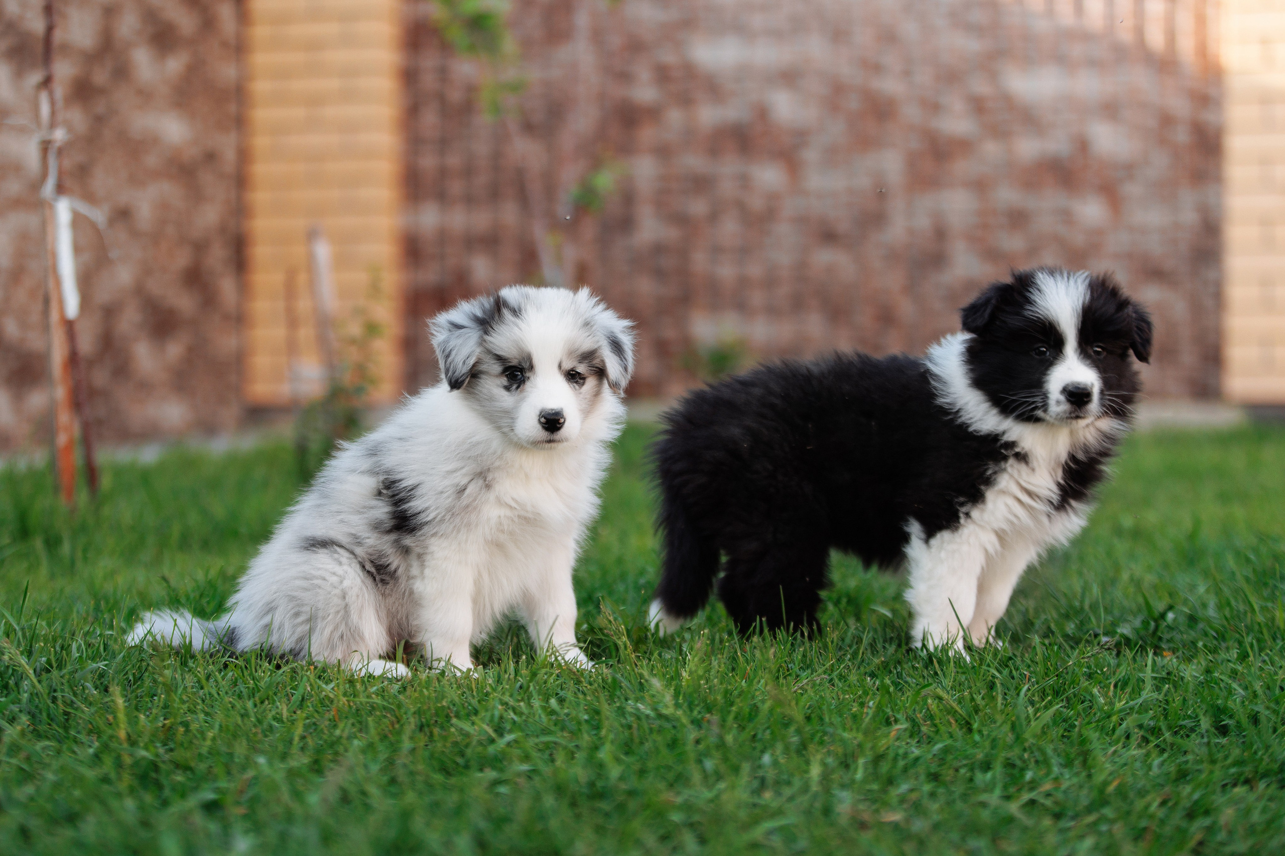 Пушистое. О нас