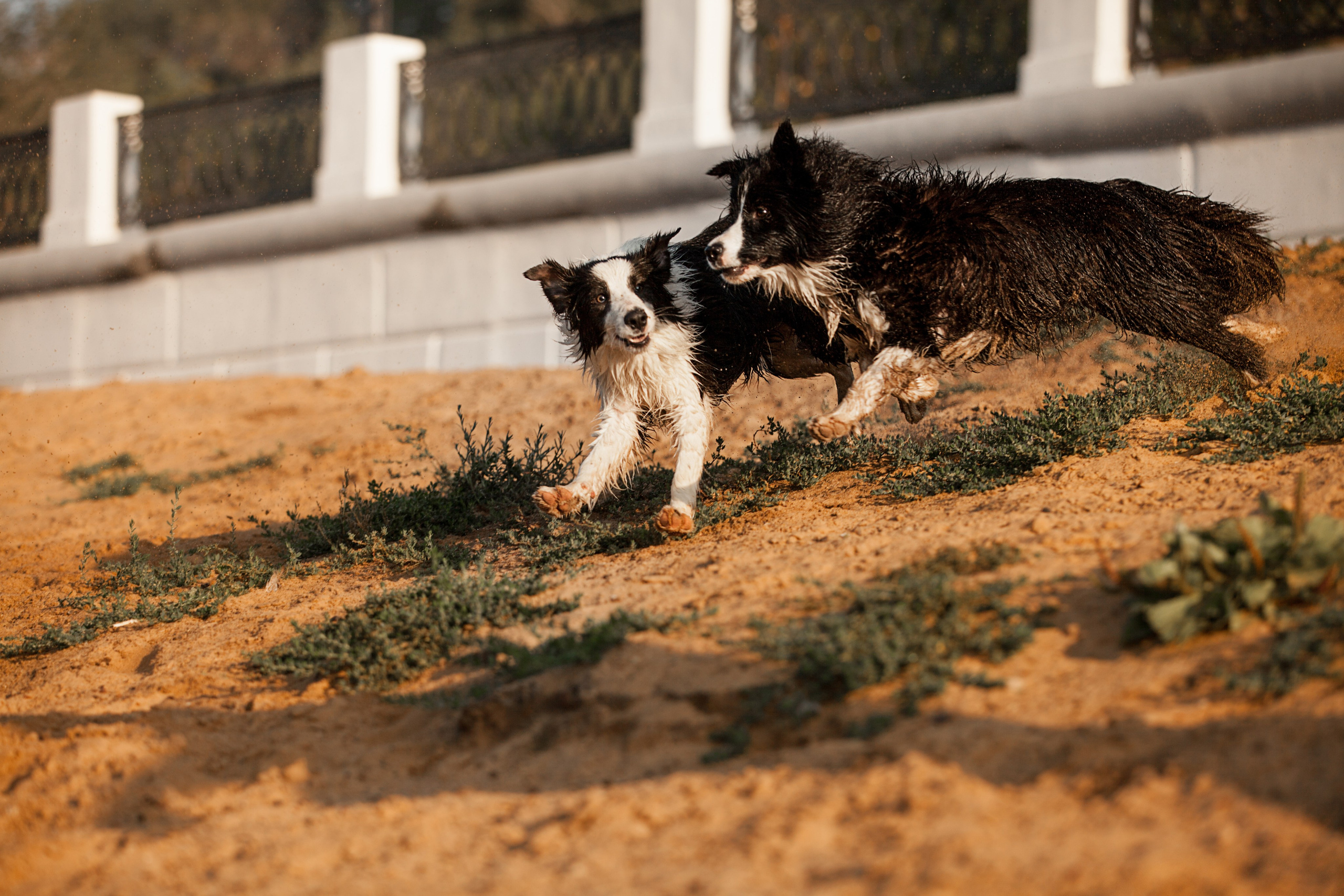 Сочный рассвет, на который решились. О нас