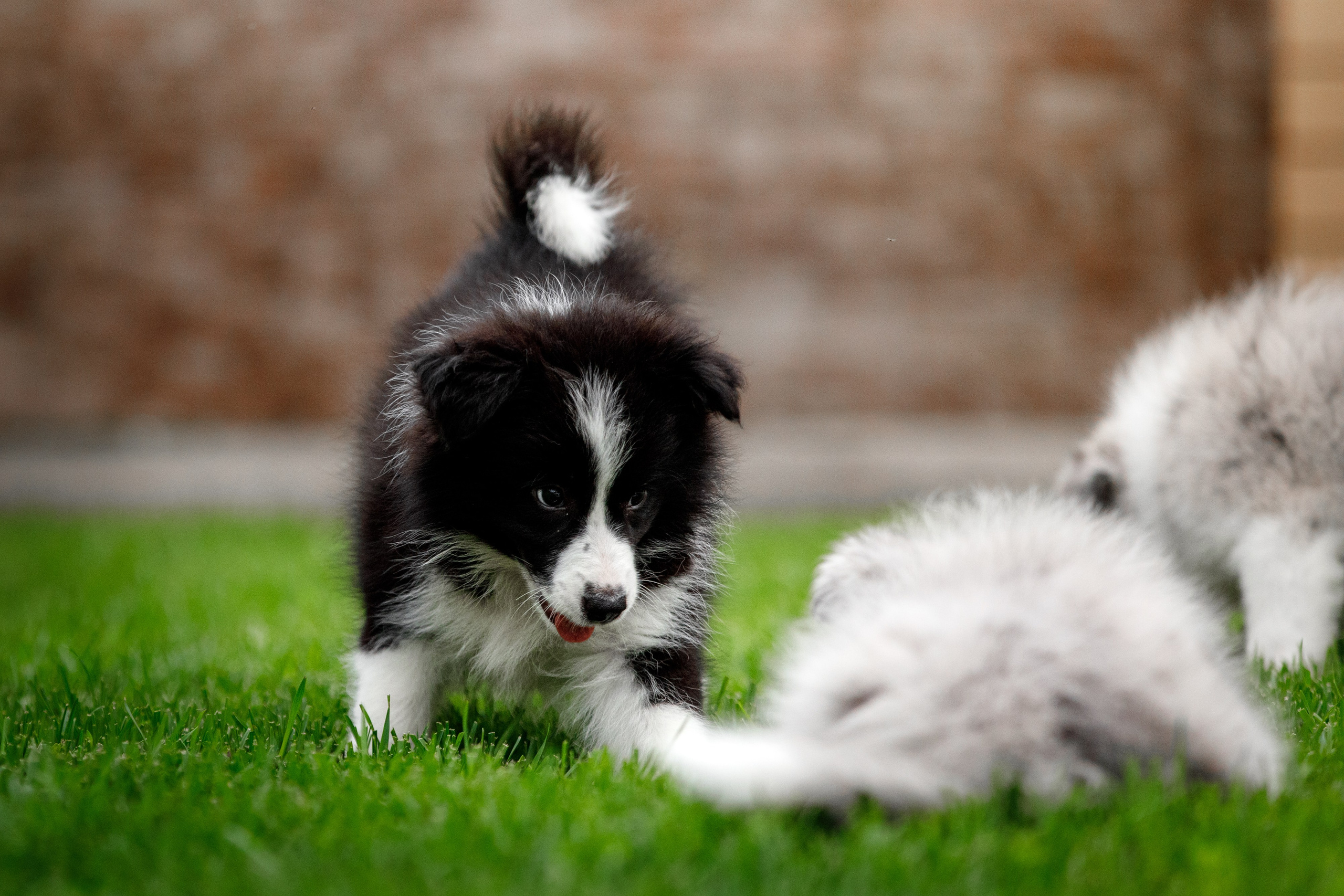 Болтовня в саду. О нас