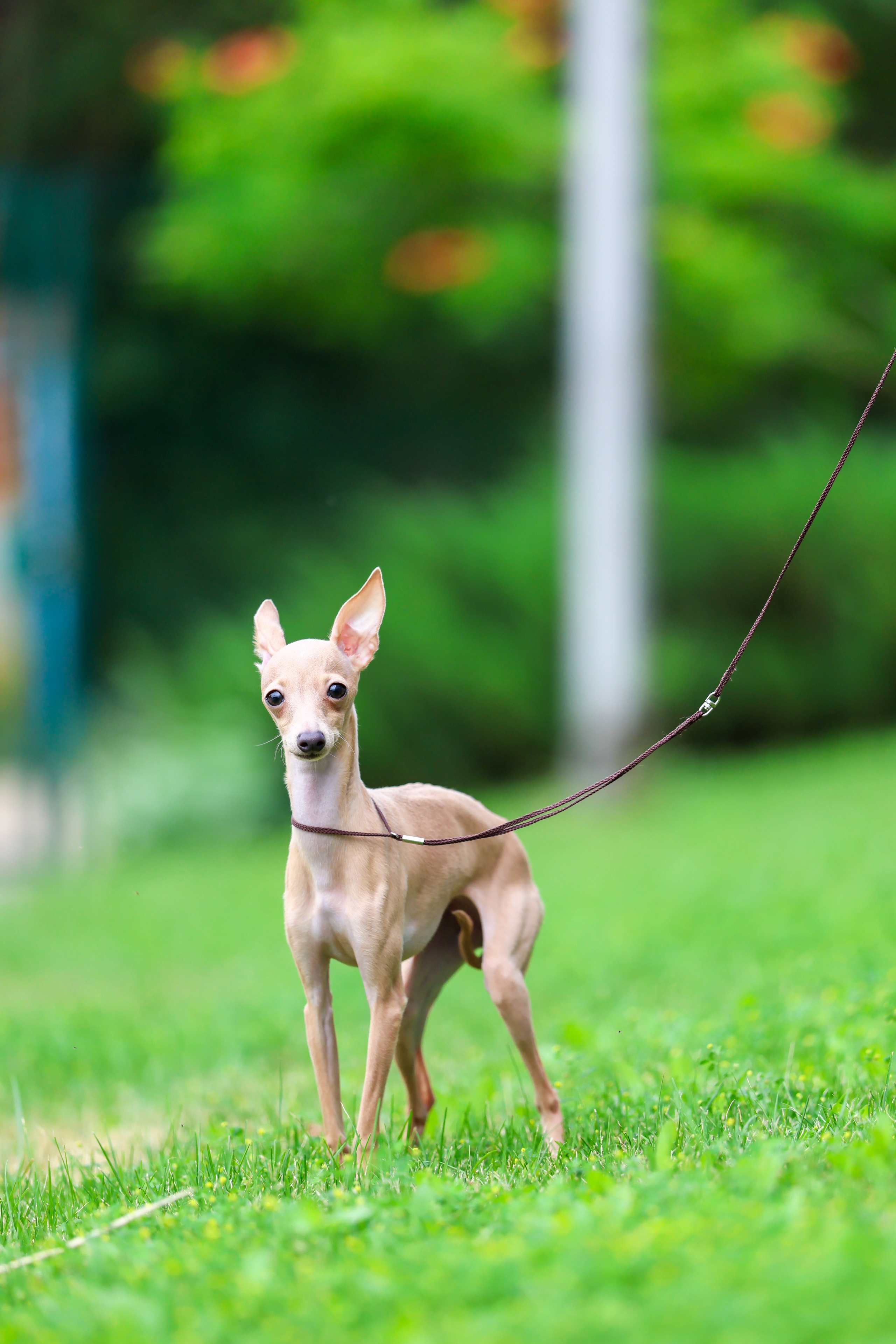 Кремовая Лекси. Professional Italian Greyhound Kennel RKF/FCI ASTI SAPPHIRE 💎 Sochi|St. Petersburg