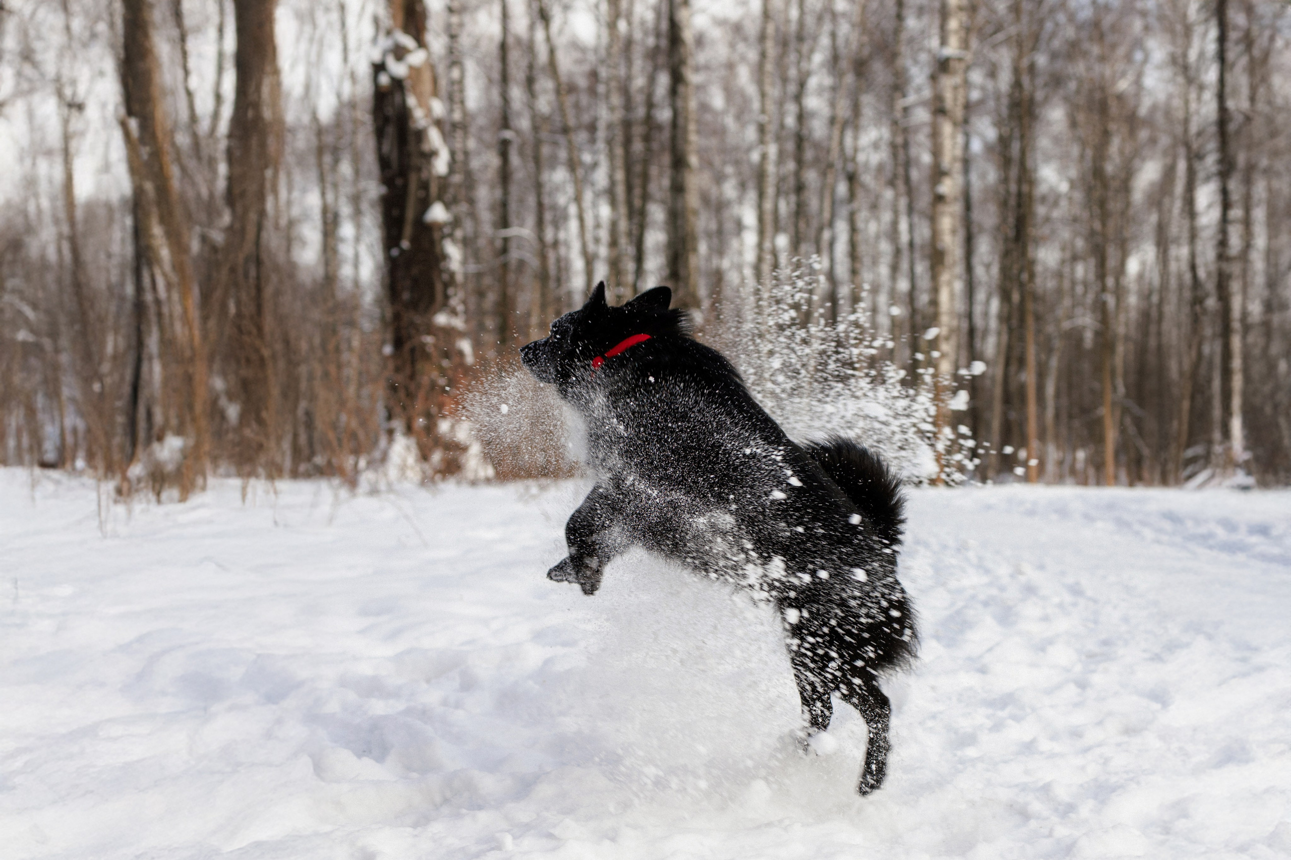 Юлия и Кит. Фотограф в Санкт-Петербурге Алёна Губинская