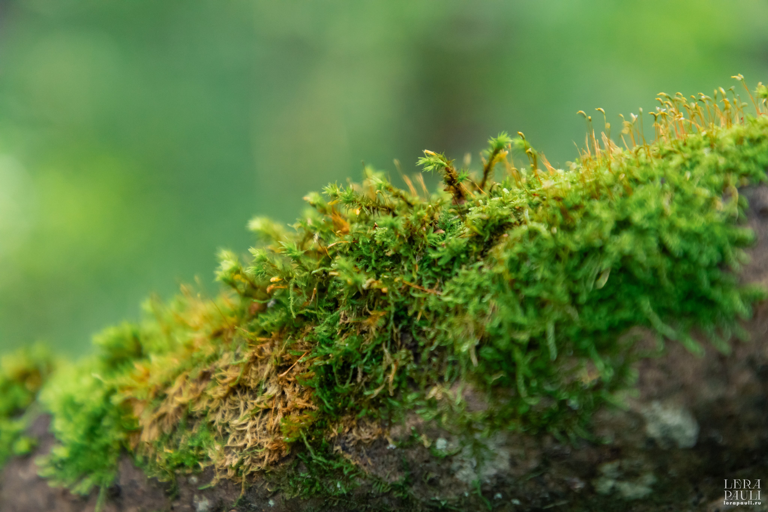 ДПСО «ЛизаАлерт». Главная
