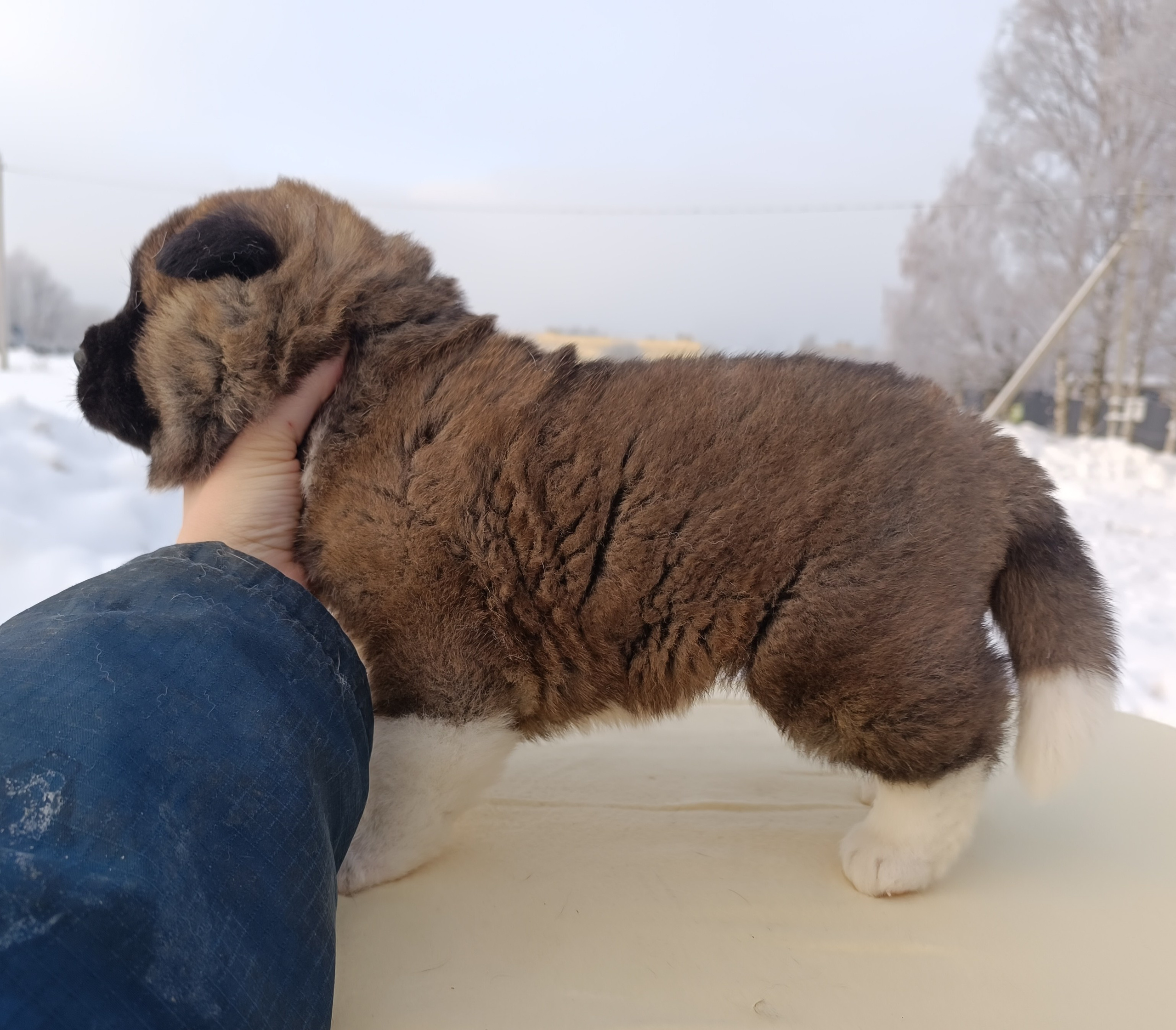 Rubylight Cirrus. Американская акита I Сиба ину I Питомник RUBYLIGHT