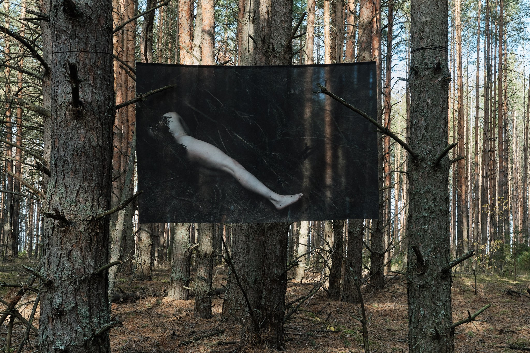 Я приношу к себе лес я себя приношу в лес. Алиса Косарева