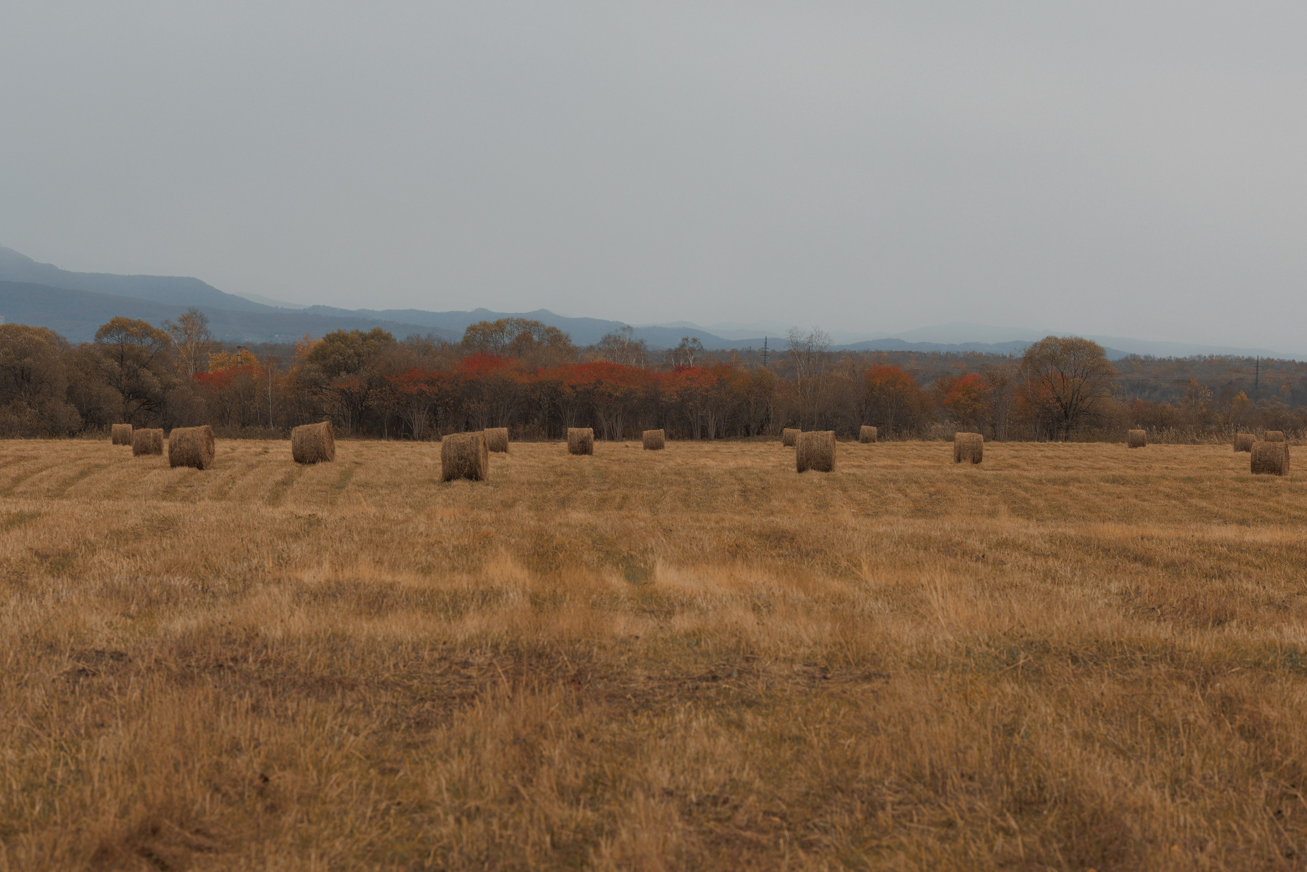 Ясная Поляна. Свадебный и семейный фотограф  во Владивостоке Ольга Украинец