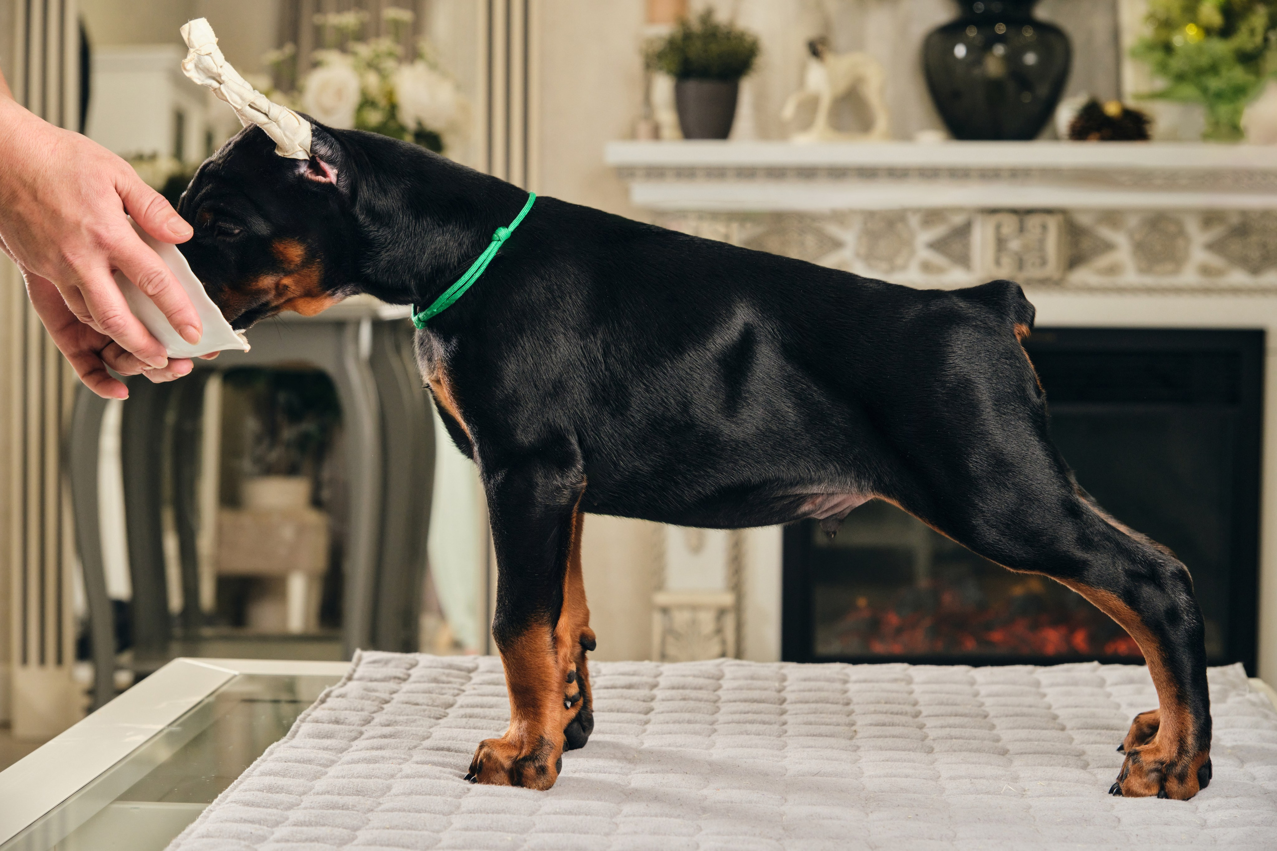 Фотограф животных в Москве и московской области. Профессиональный фотограф в Москве — Максим Дьяконов