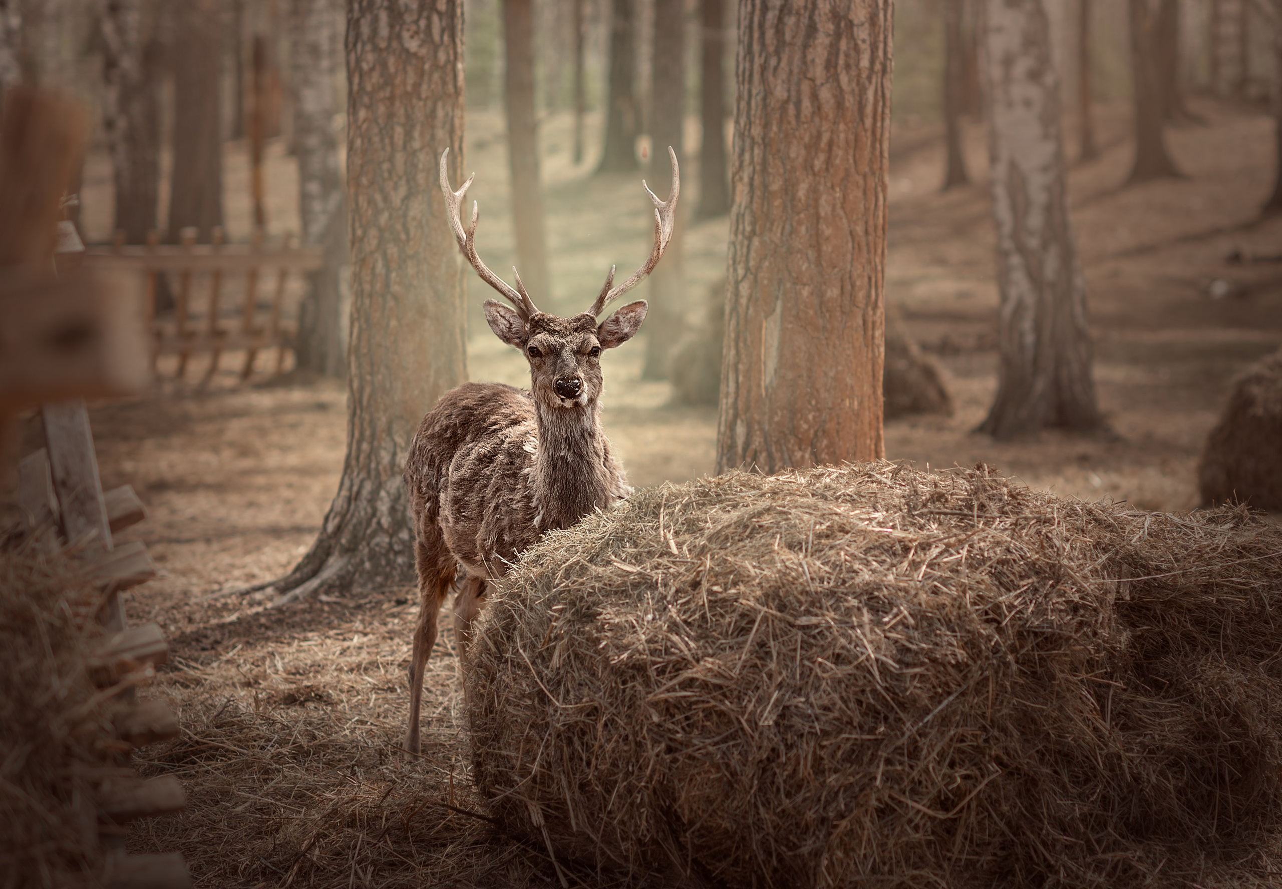 ОЛЕНИ. Семейный фотограф Екатеринбург Лора Мур