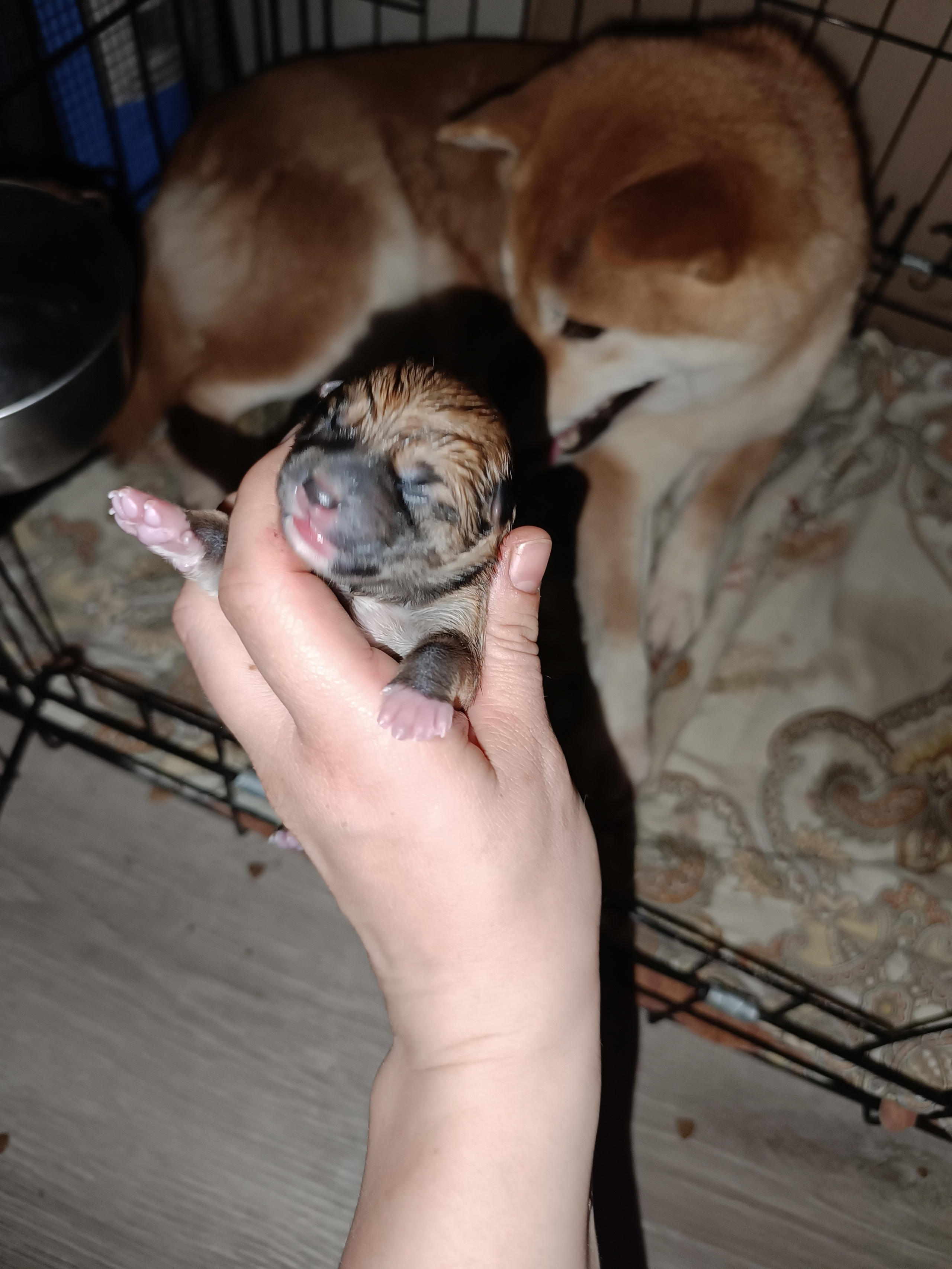 сиба питомник Рубилайт щенки на продажу rubylight  сиба щенки купить СПб Санкт-Петербург